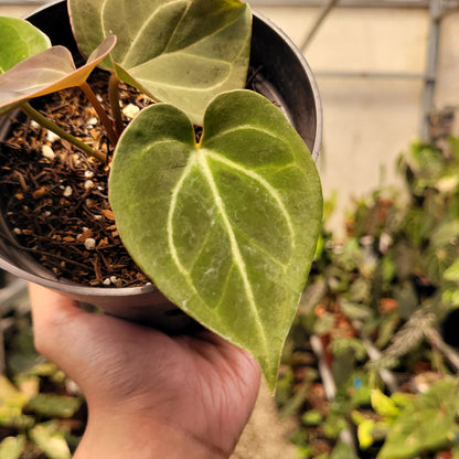 Anthurium King of Spades Small Size
