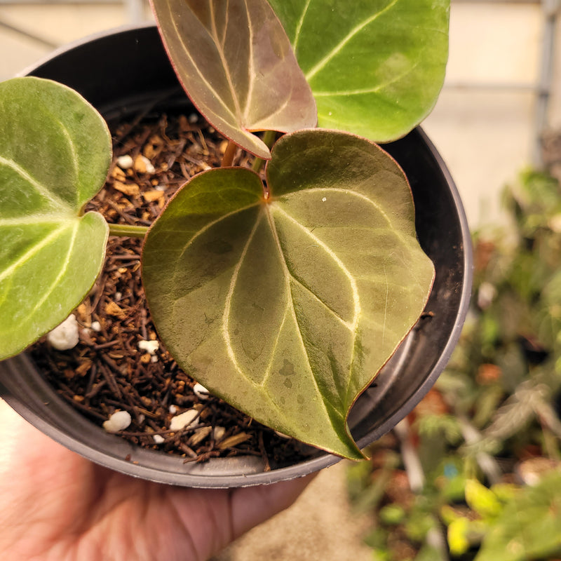 anthurium king of spades Anthurium King of Spades Small Size