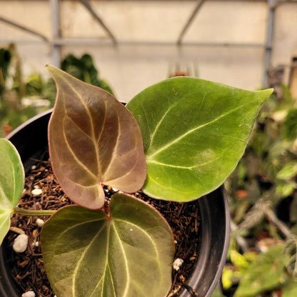 Anthurium King of Spades Small Size