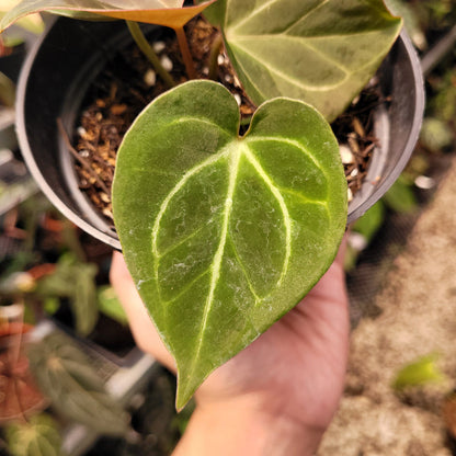 Anthurium King of Spades Small Size