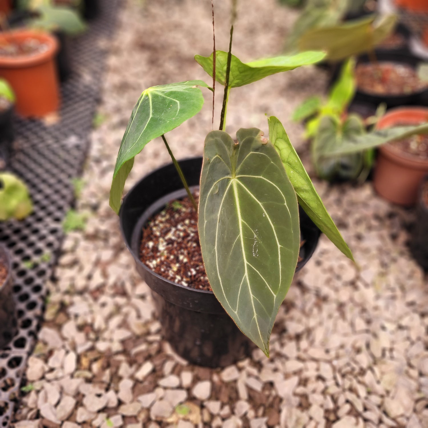 Anthurium Forgetii Hybrid