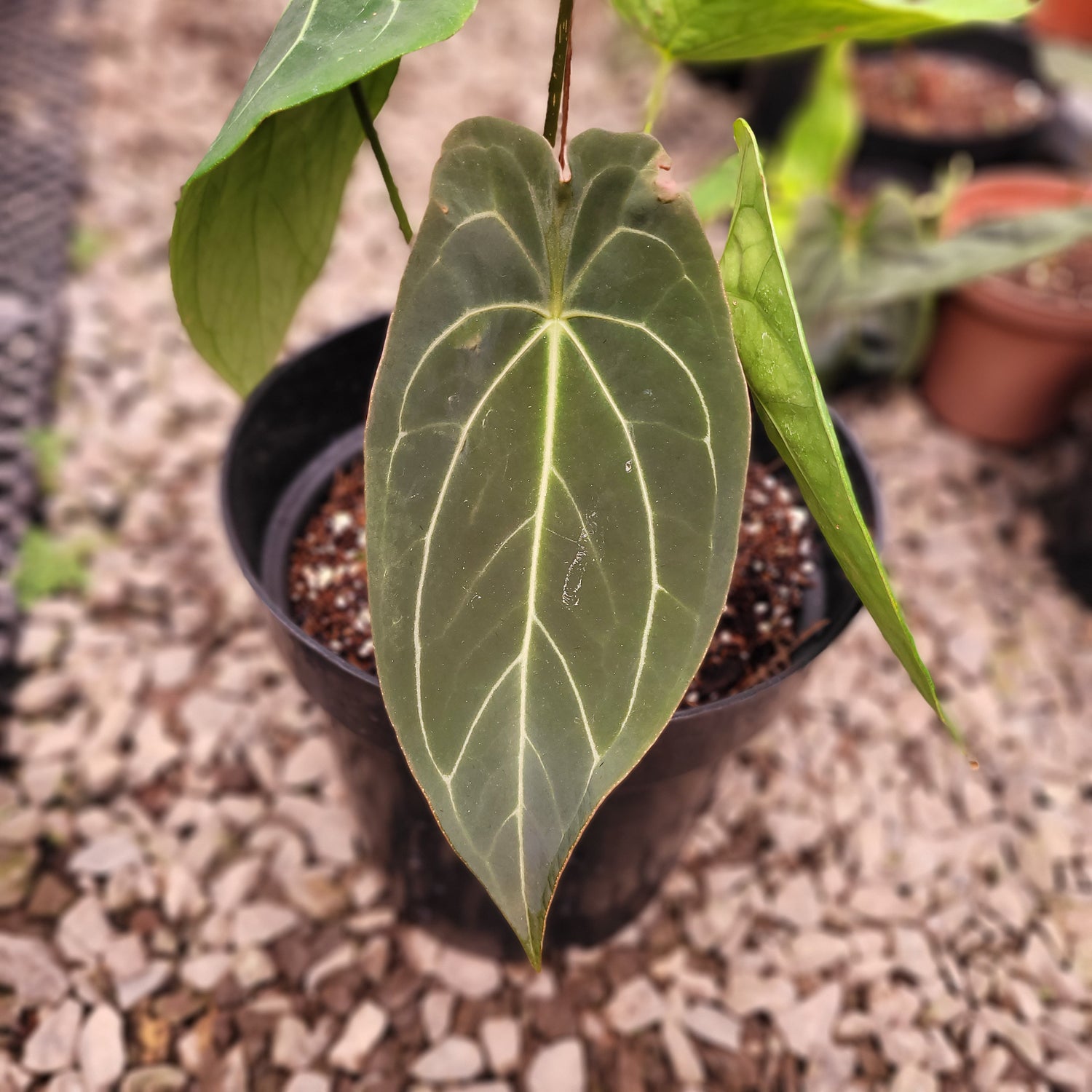 Anthurium Forgetii Hybrid