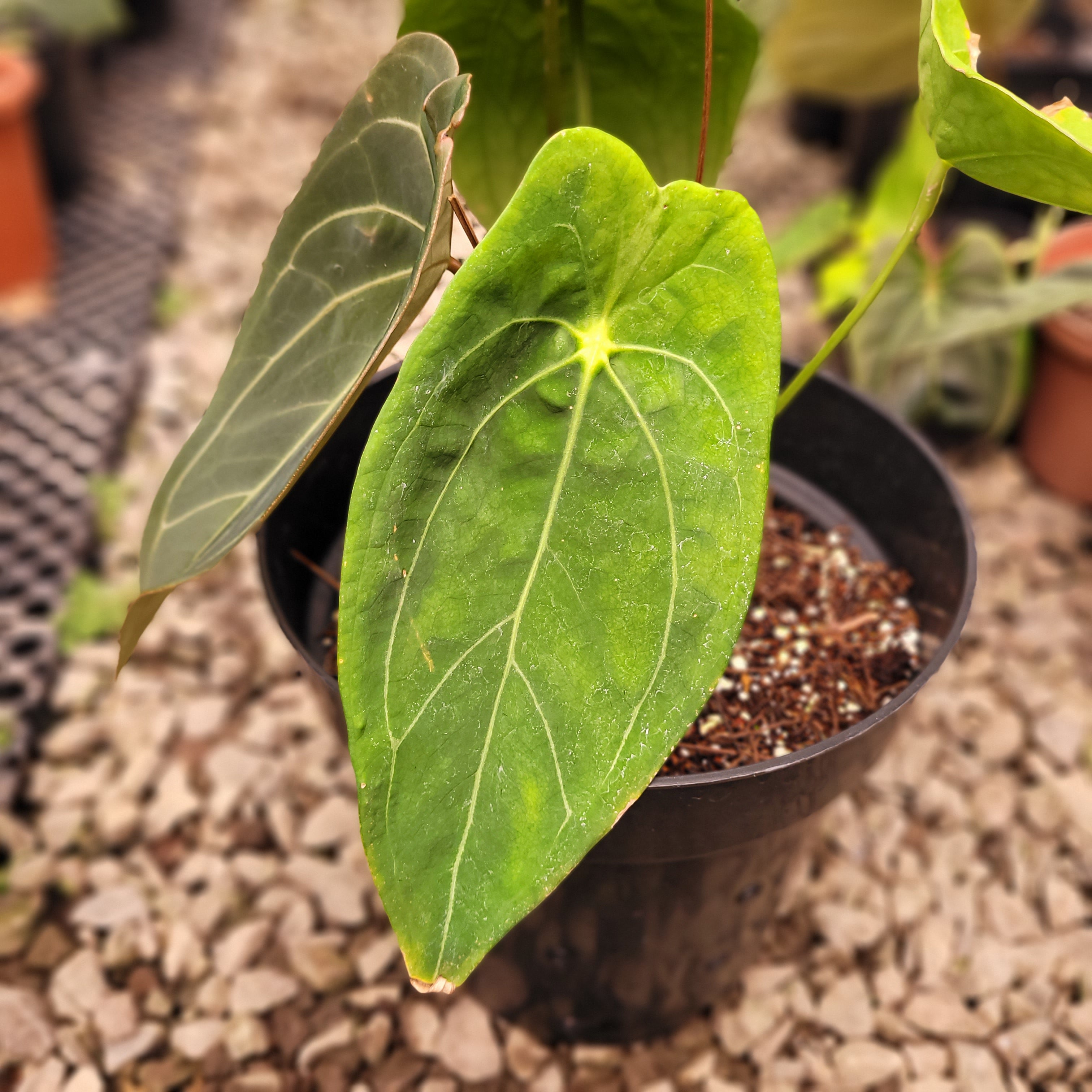 Anthurium Forgetii Hybrid