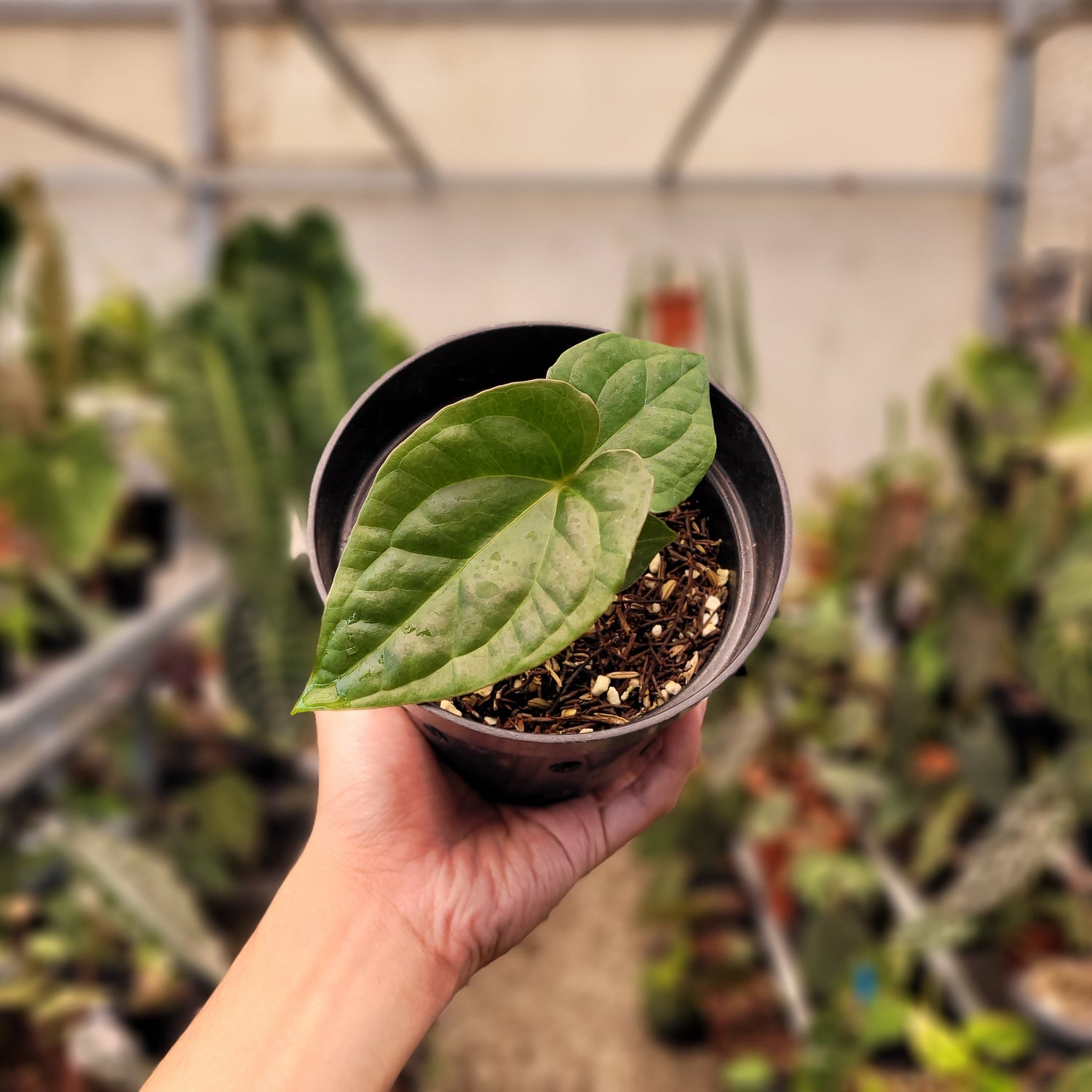 Anthurium Papilillaminum x Luxurians