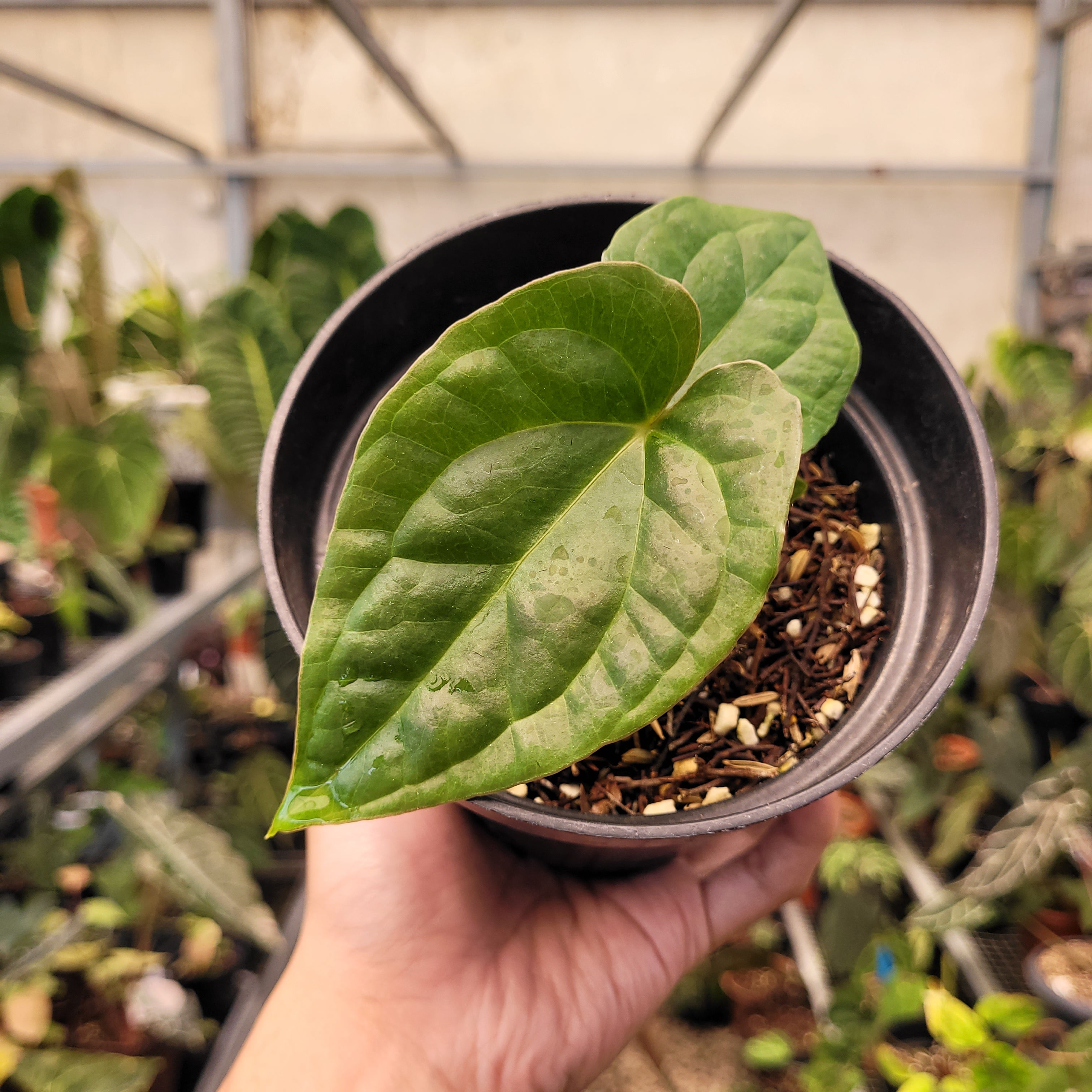 Anthurium Papilillaminum x Luxurians