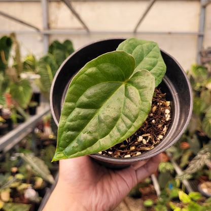 Anthurium Papilillaminum x Luxurians