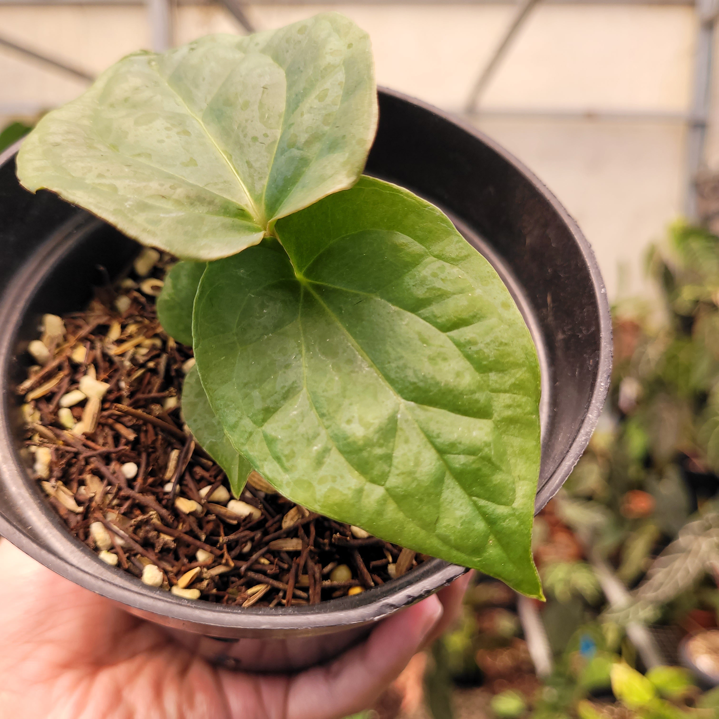 Anthurium Papilillaminum x Luxurians