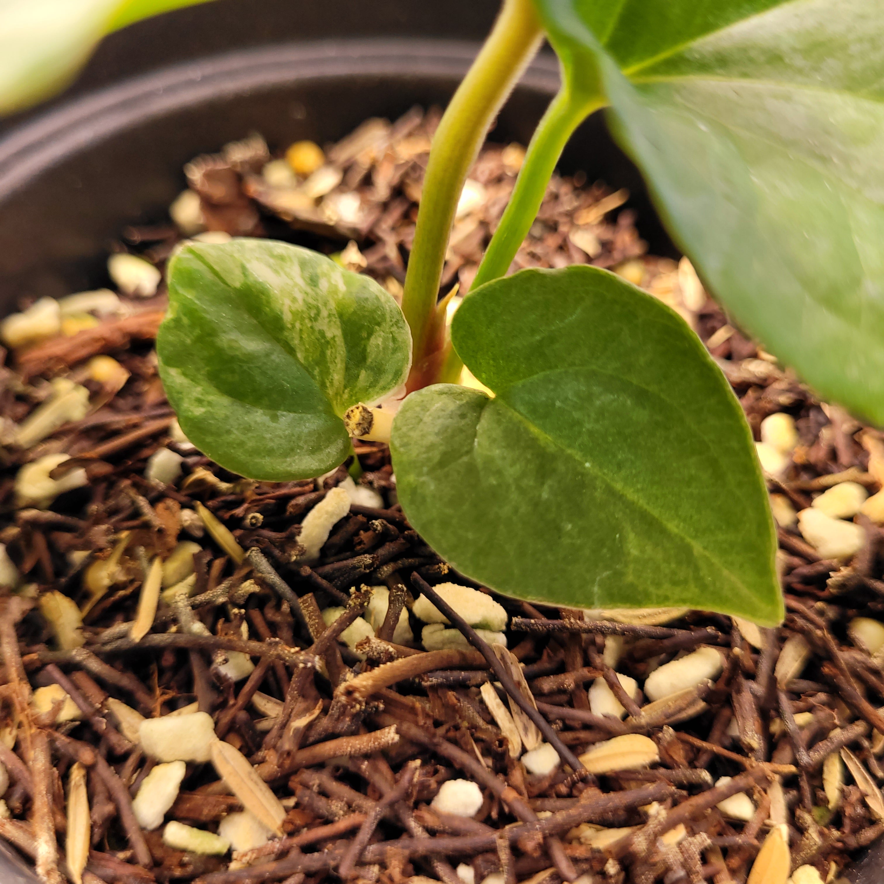 Anthurium Papilillaminum x Luxurians