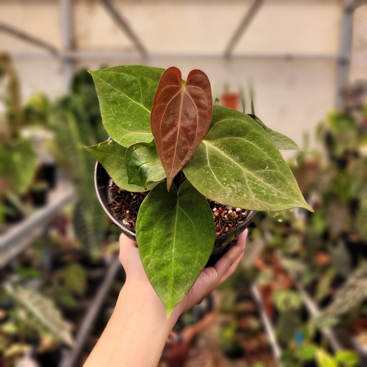 Anthurium Papilillaminum Hybrid Red Crystal