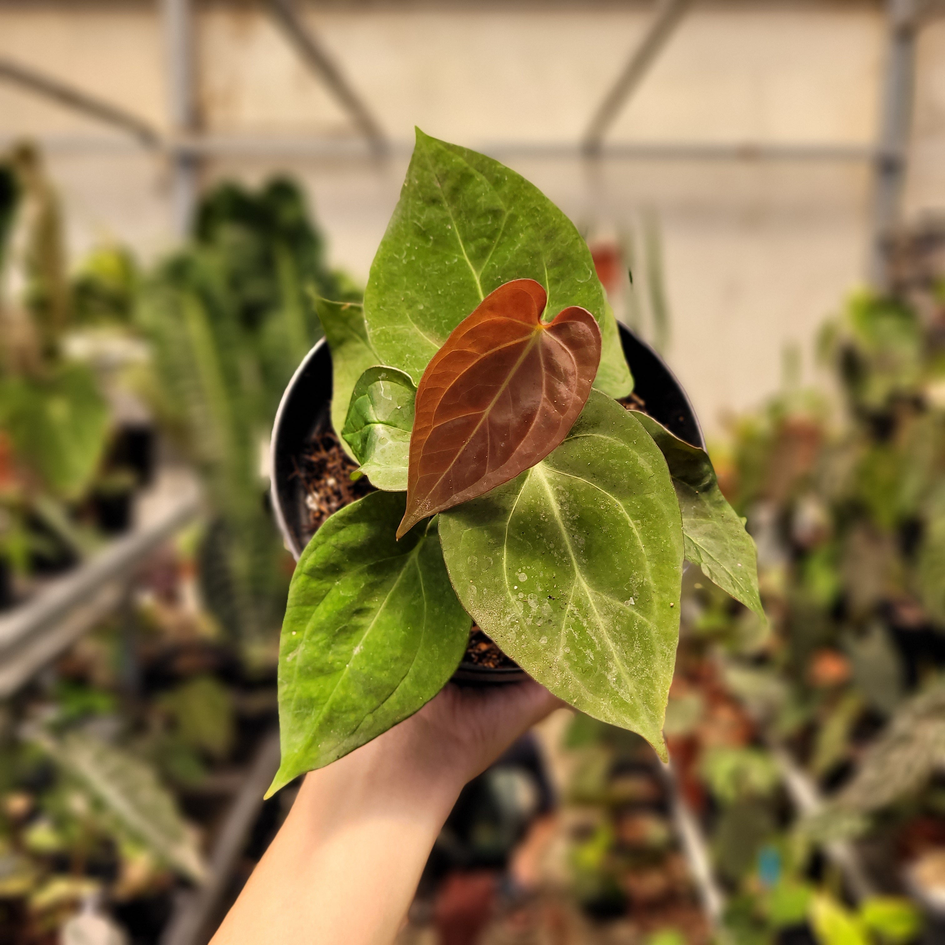 Anthurium Papilillaminum Hybrid Red Crystal