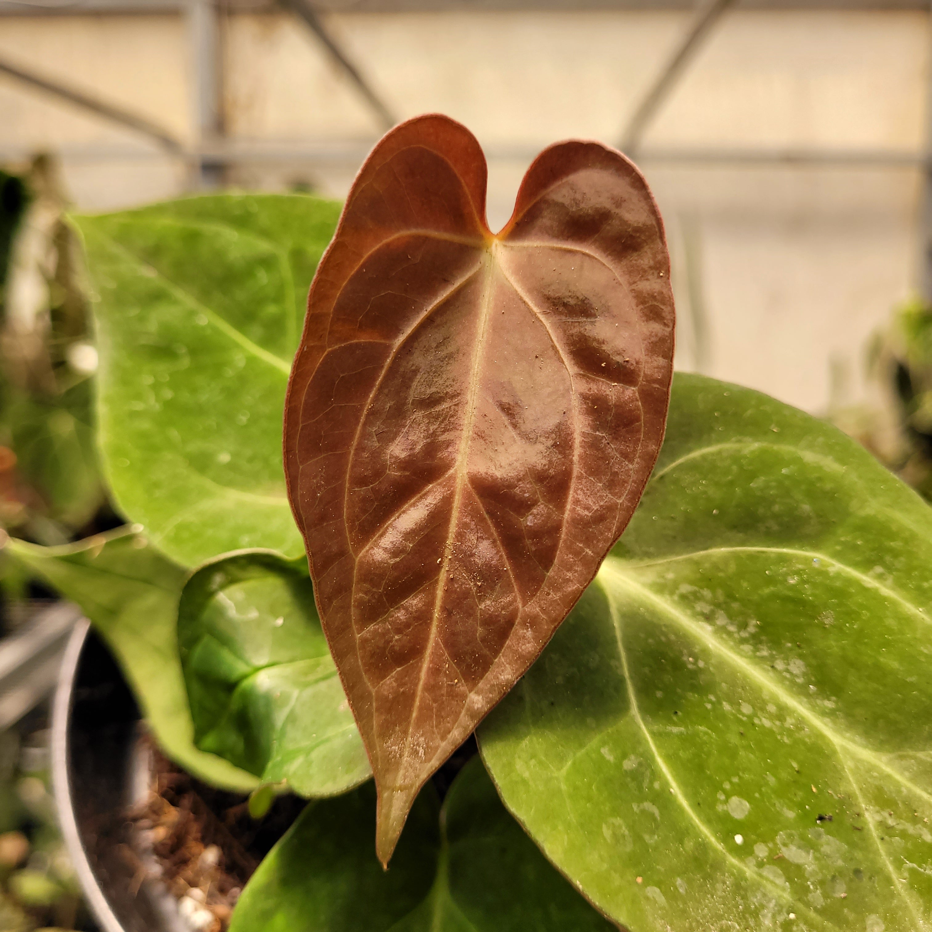 Anthurium Papilillaminum Hybrid Red Crystal