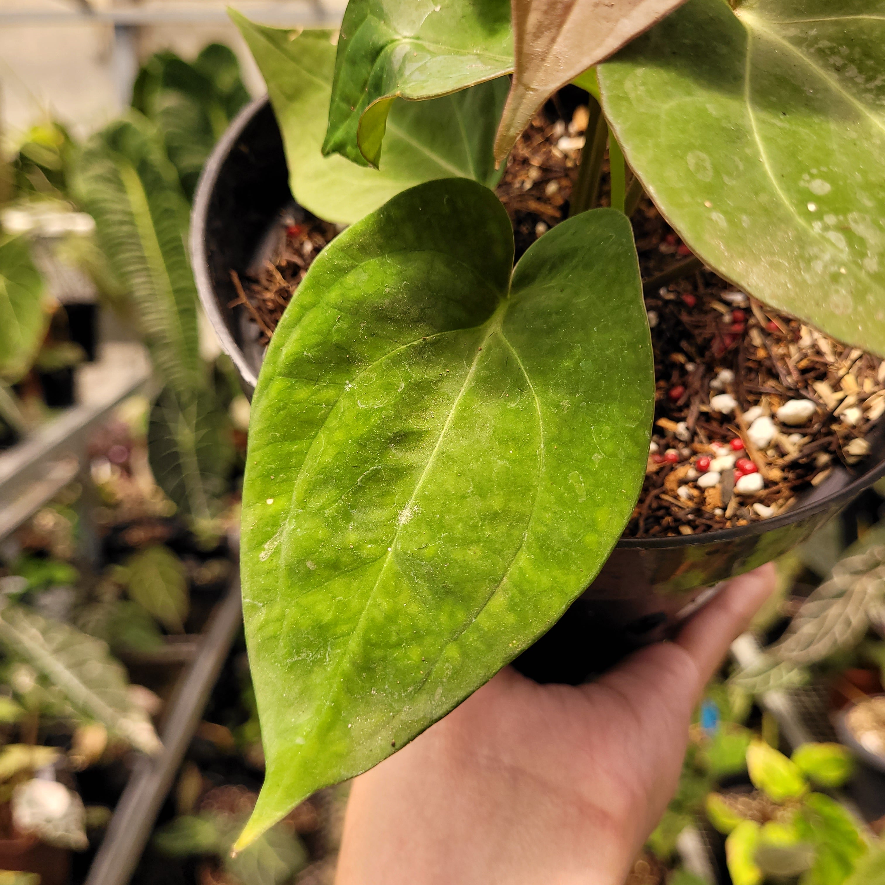 Anthurium Papilillaminum Hybrid Red Crystal