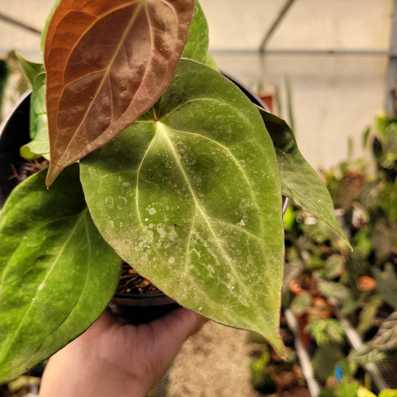 Anthurium Papilillaminum Hybrid Red Crystal