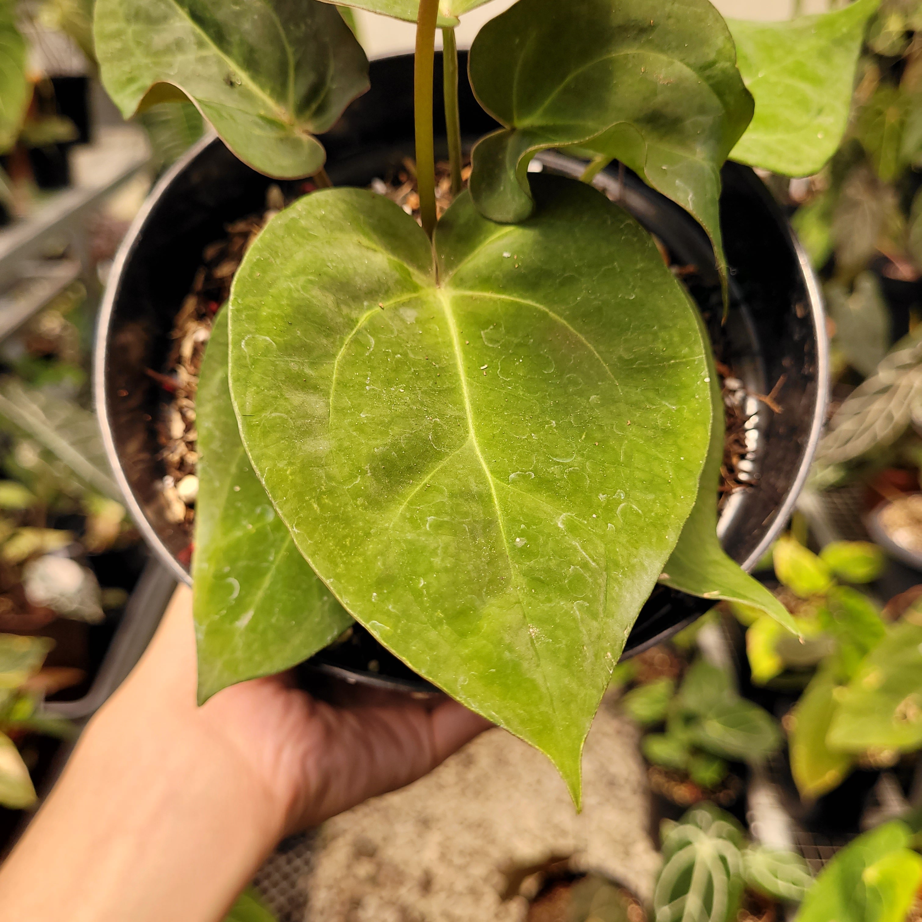 Anthurium Papilillaminum Hybrid Red Crystal