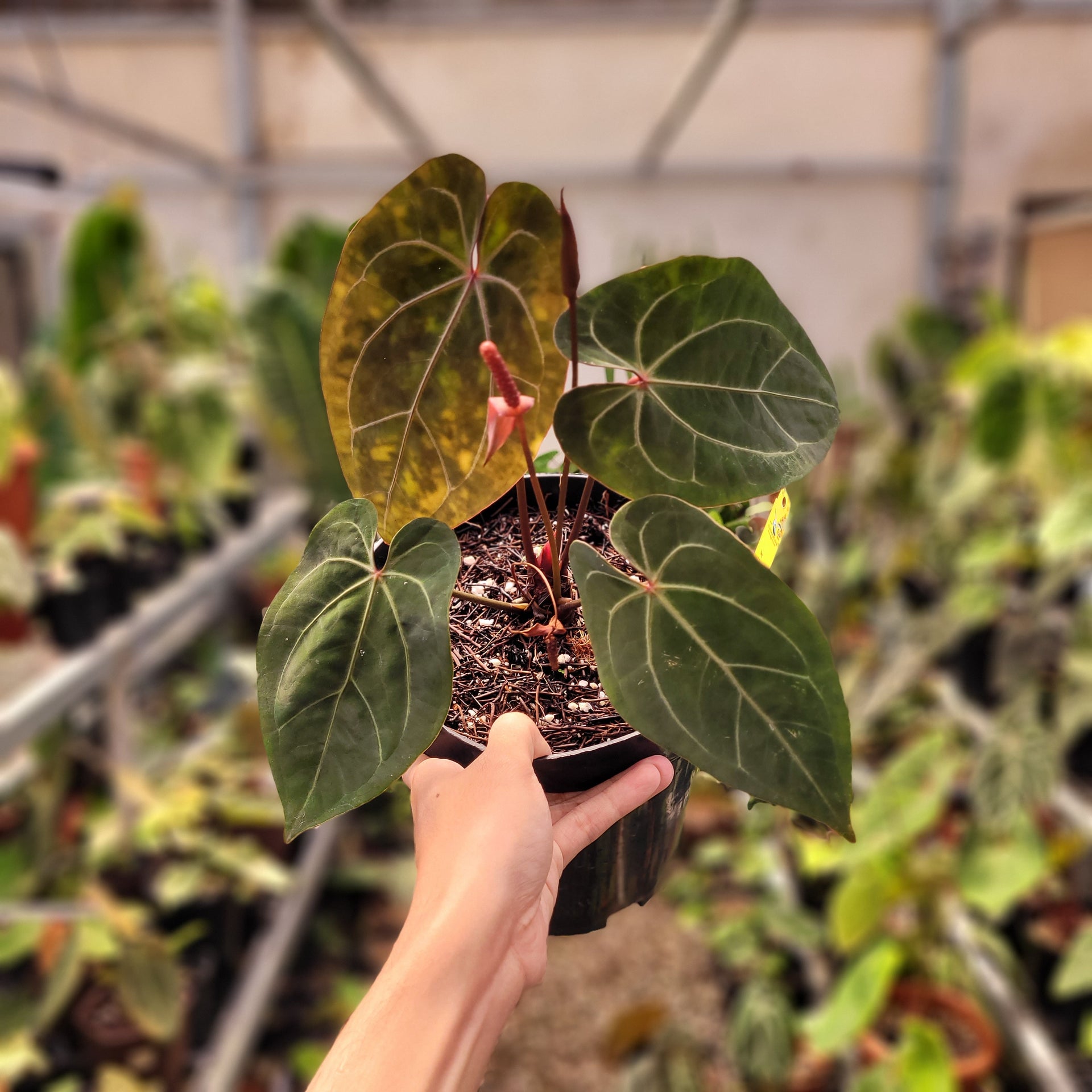 anthurium foglie appiccicose Anthurium Forgetii x AOS Dark Form – Greenspaces.id