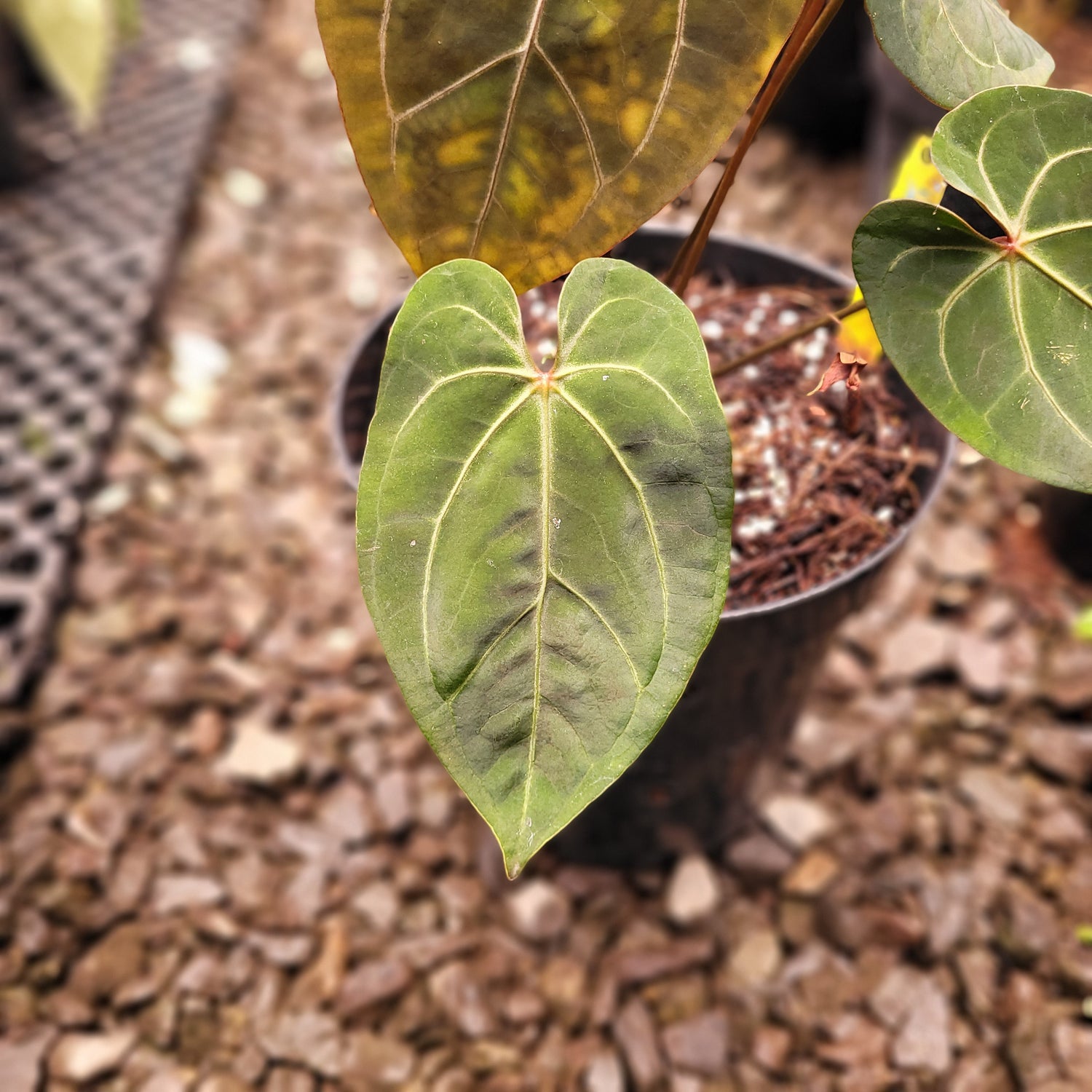 Anthurium Forgetii x AOS Dark Form