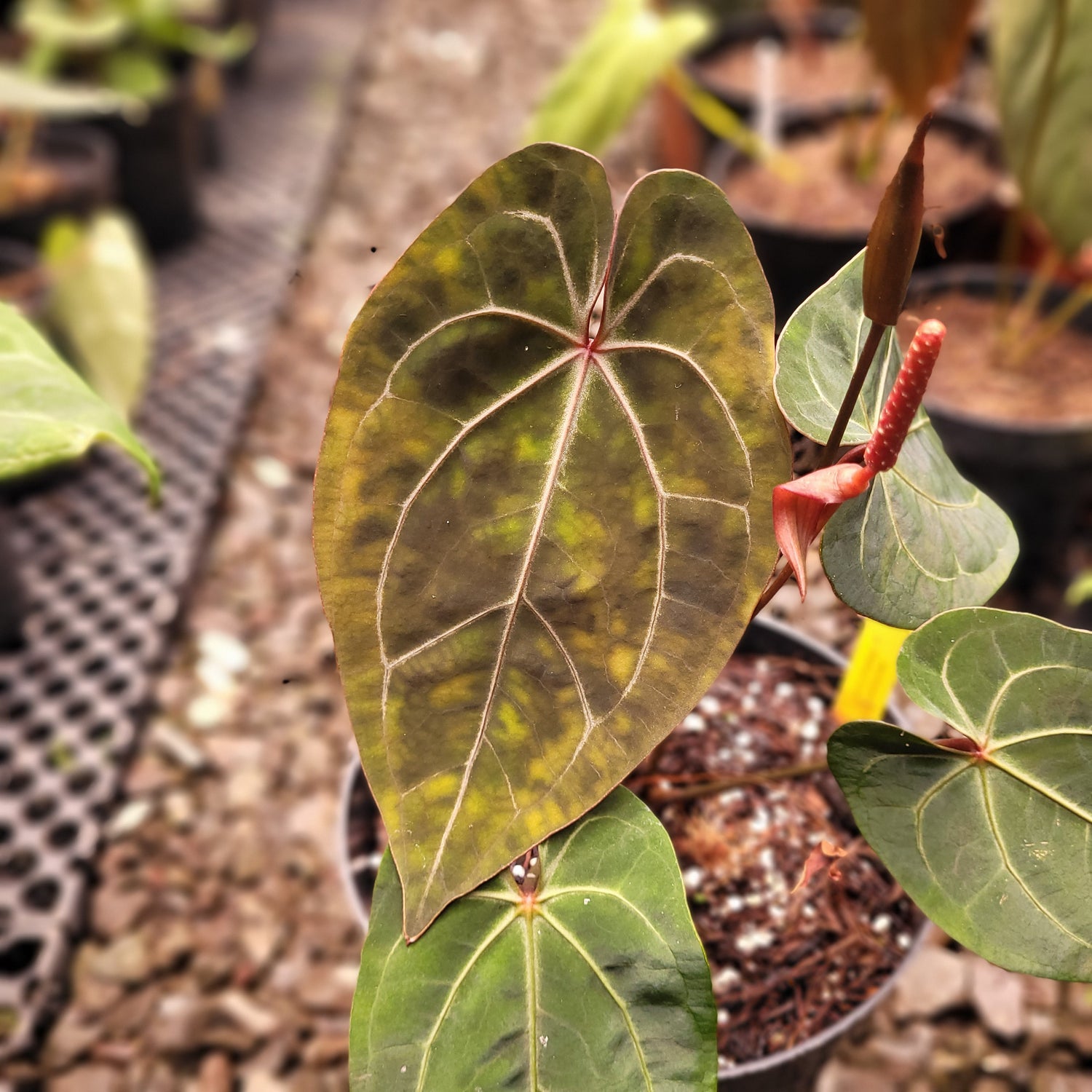 Anthurium Forgetii x AOS Dark Form