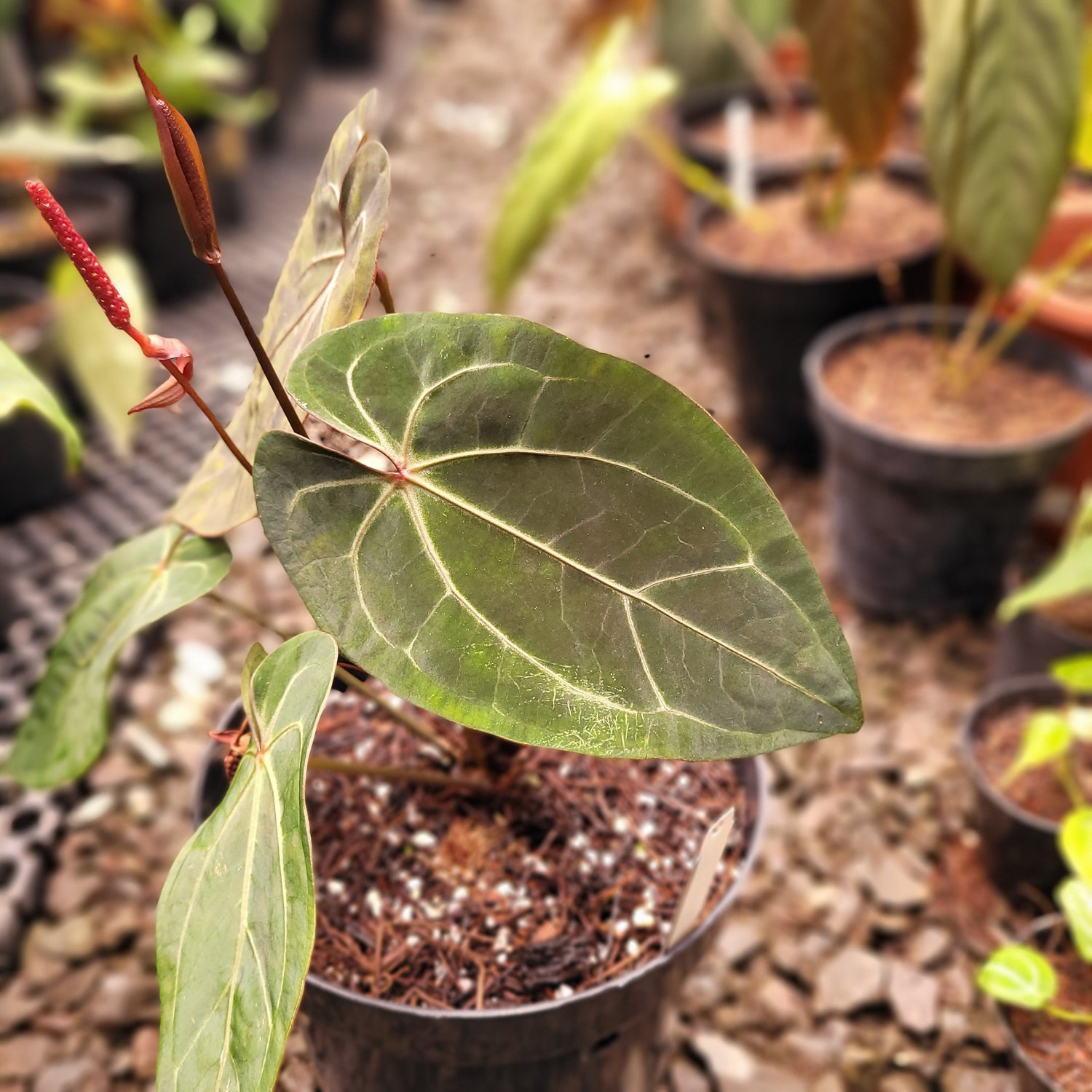 anthurium forgetii dark form Anthurium Forgetii x AOS Dark Form – Greenspaces.id