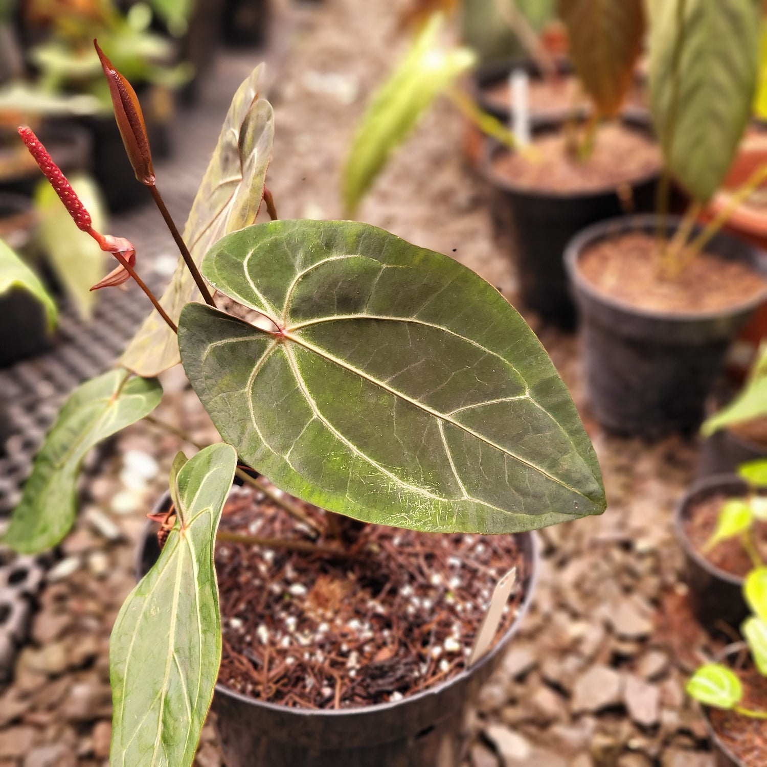 Anthurium Forgetii x AOS Dark Form