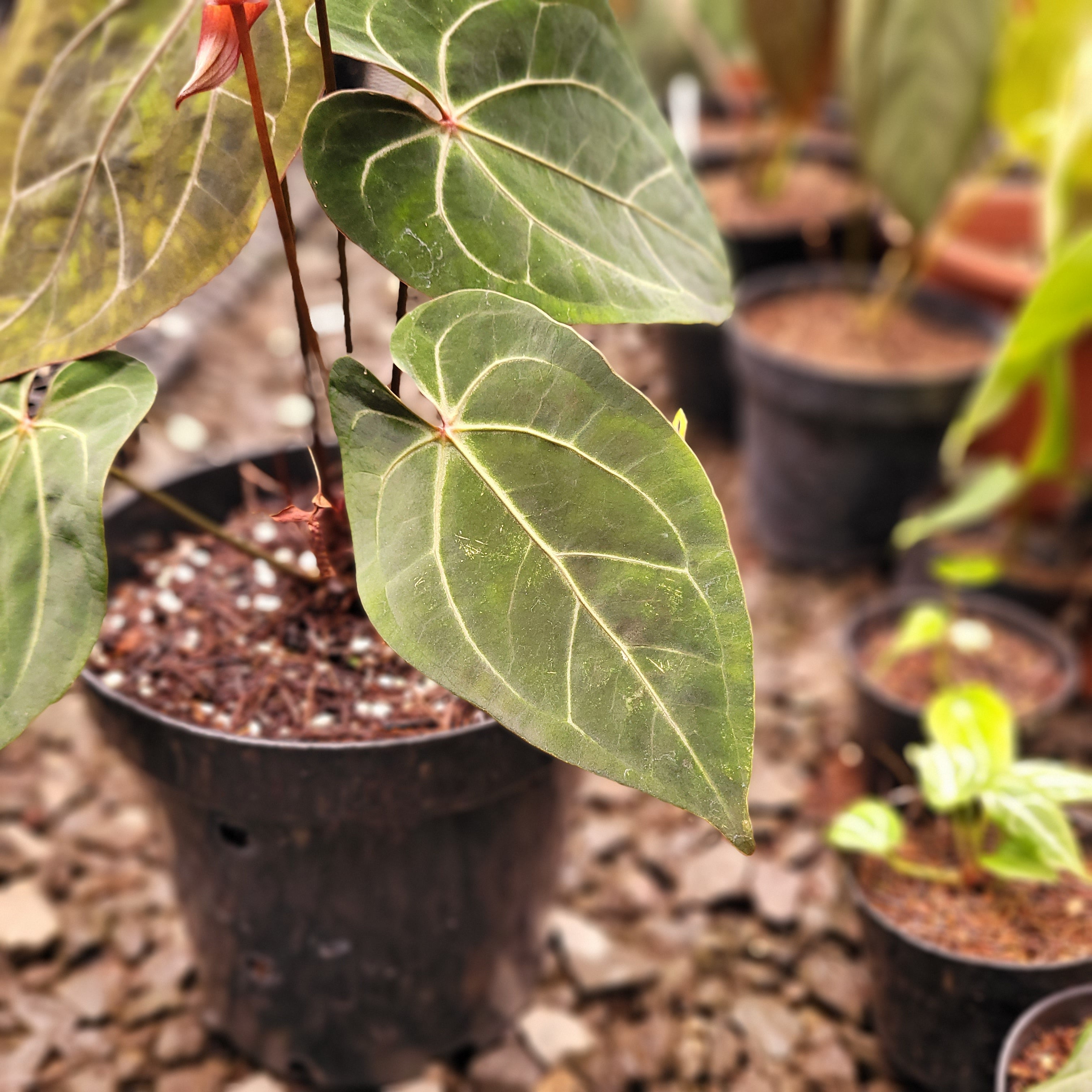 Anthurium Forgetii x AOS Dark Form