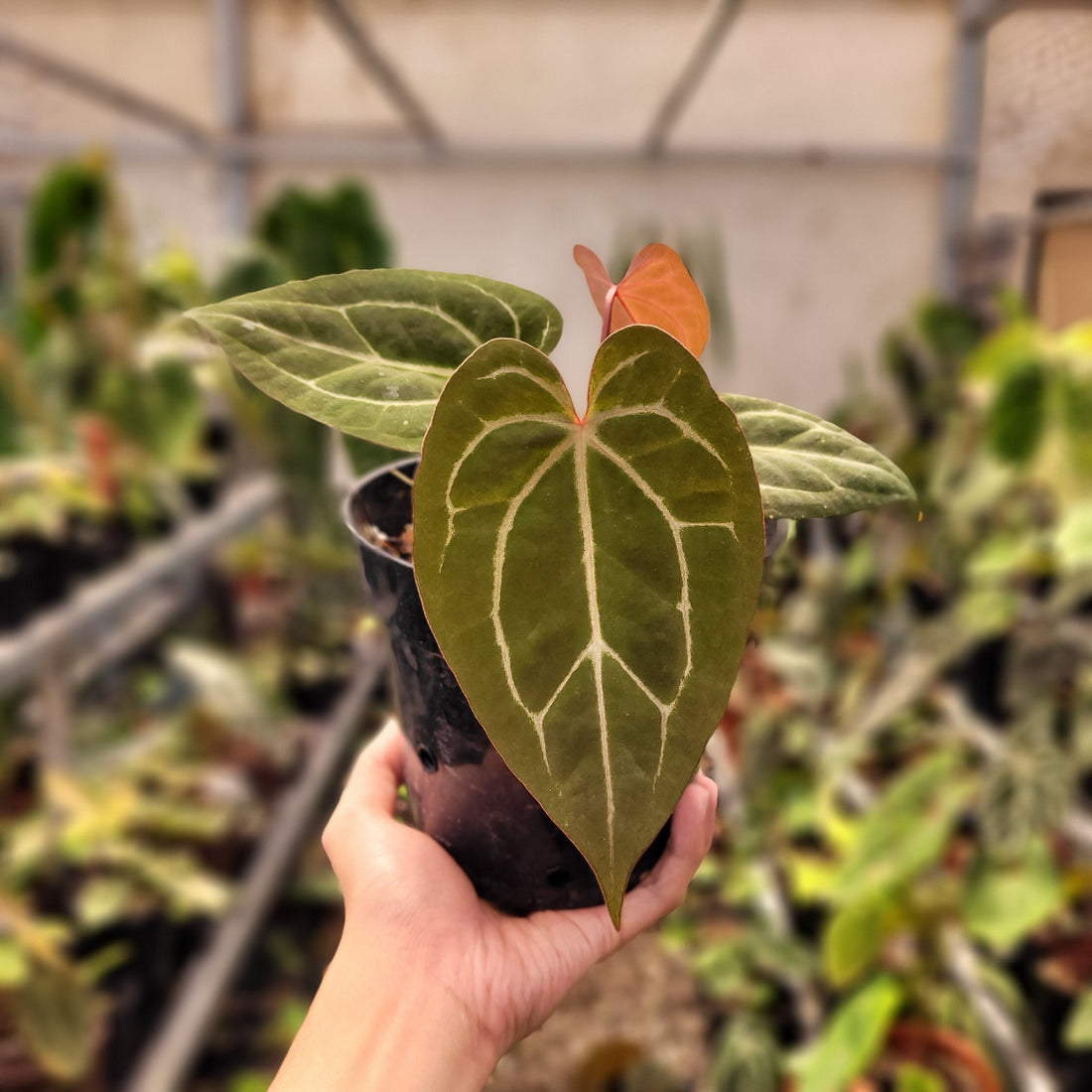 🎁 Anthurium Black Velvet Indonesia Type x (Zara x Michelle) (100% off)