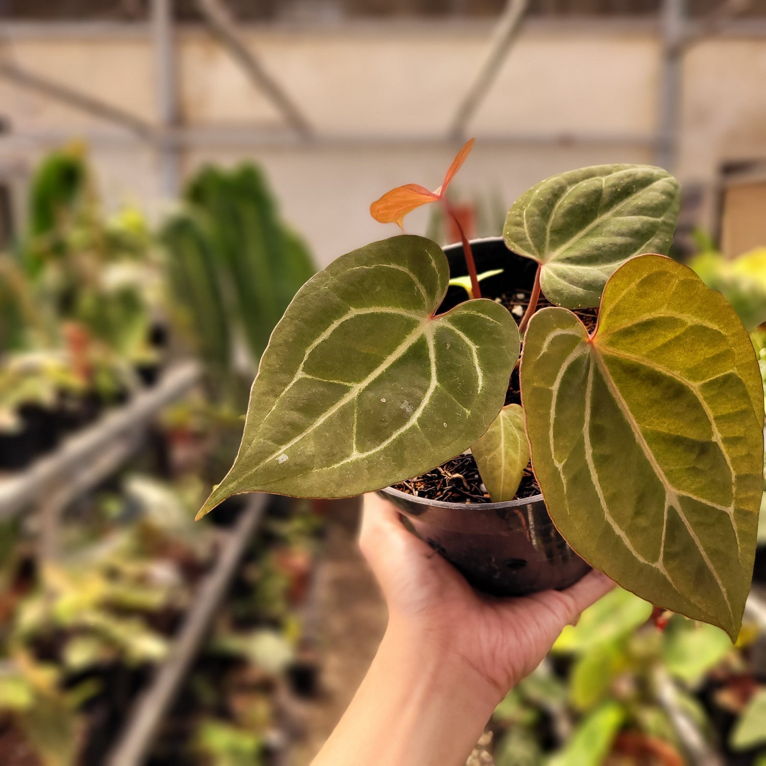 Anthurium Black Velvet Indonesia Type x (Zara x Michelle)