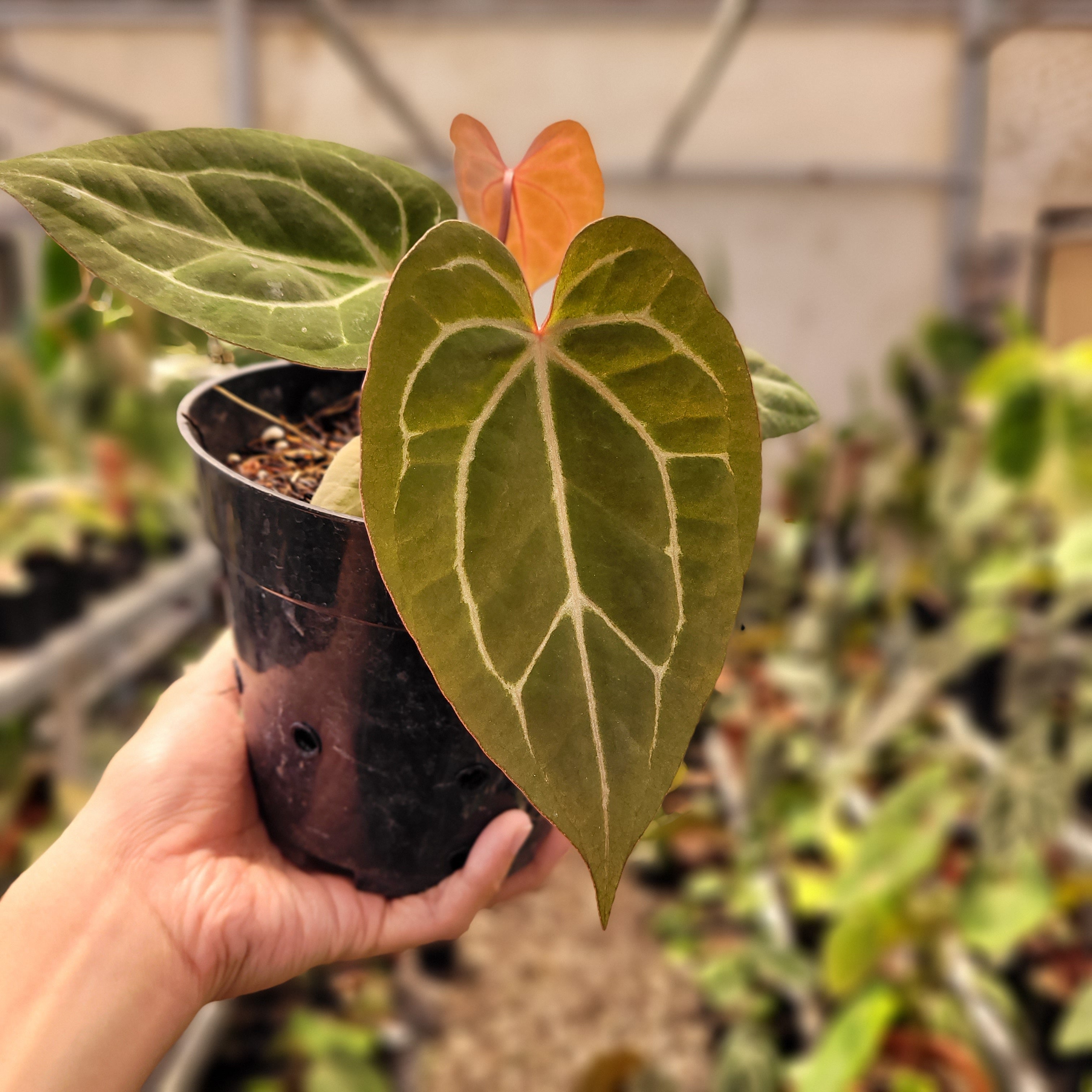 Anthurium Black Velvet Indonesia Type x (Zara x Michelle)