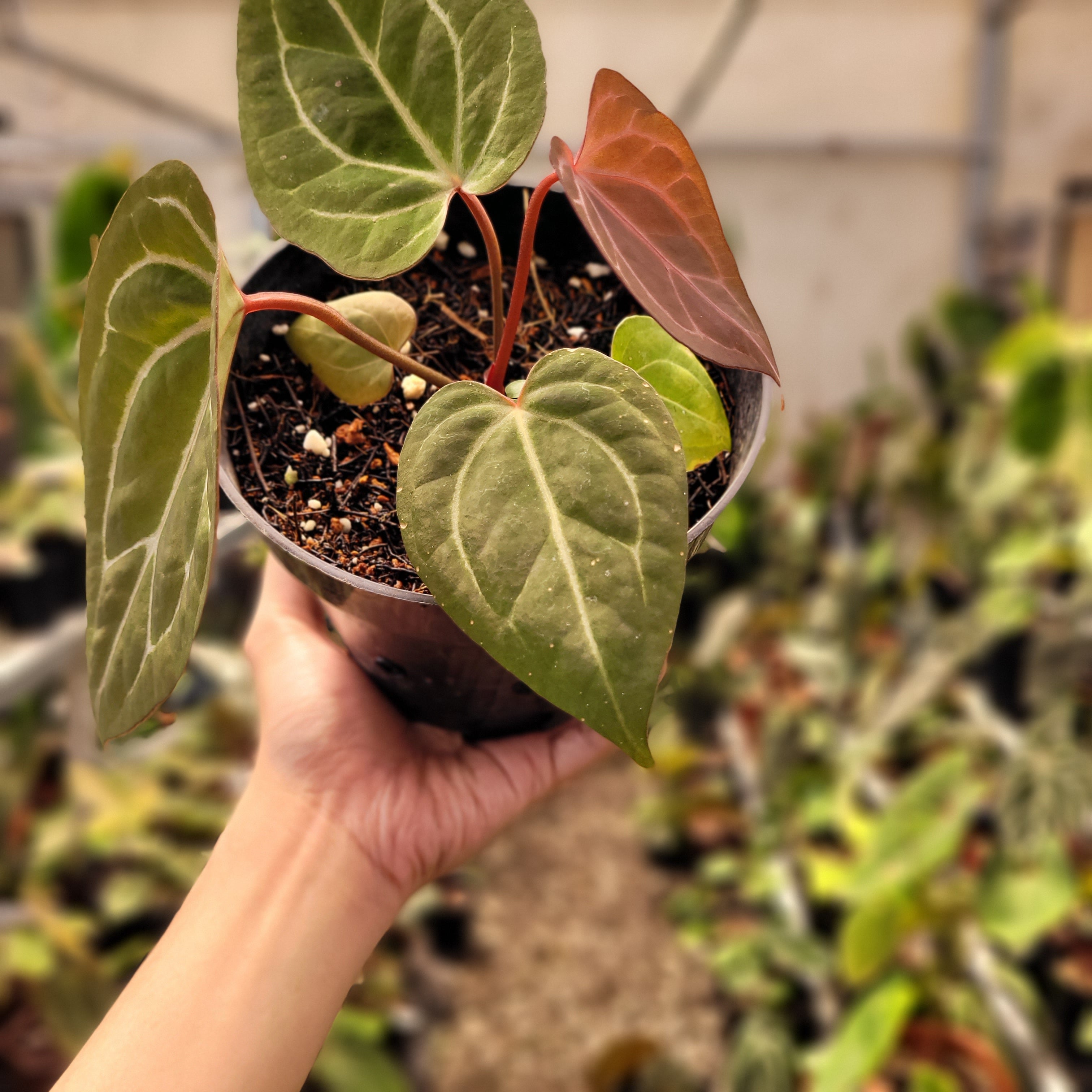 Anthurium Black Velvet Indonesia Type x (Zara x Michelle)