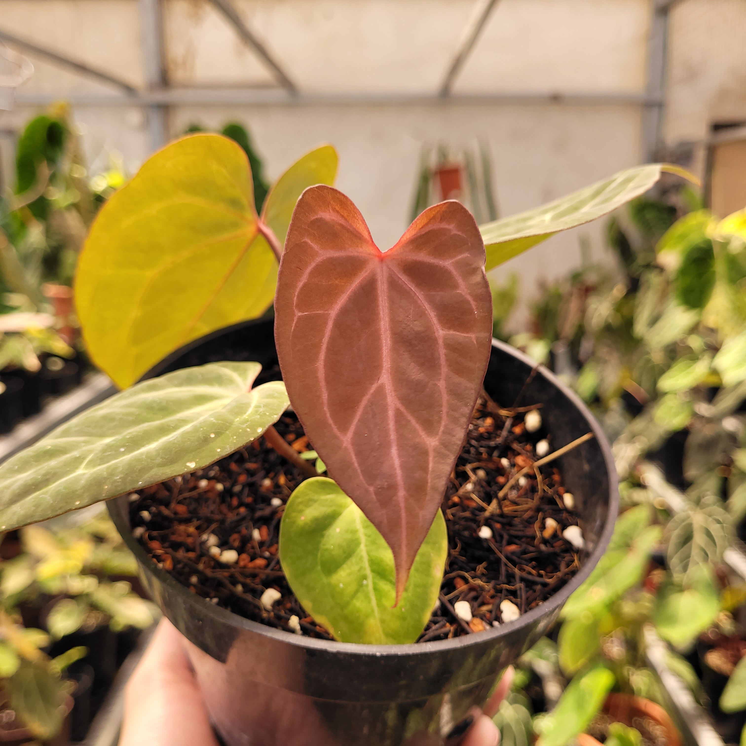 Anthurium Black Velvet Indonesia Type x (Zara x Michelle)