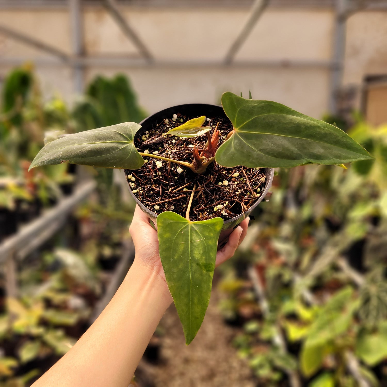 Anthurium NSE Portillae x Dressleri