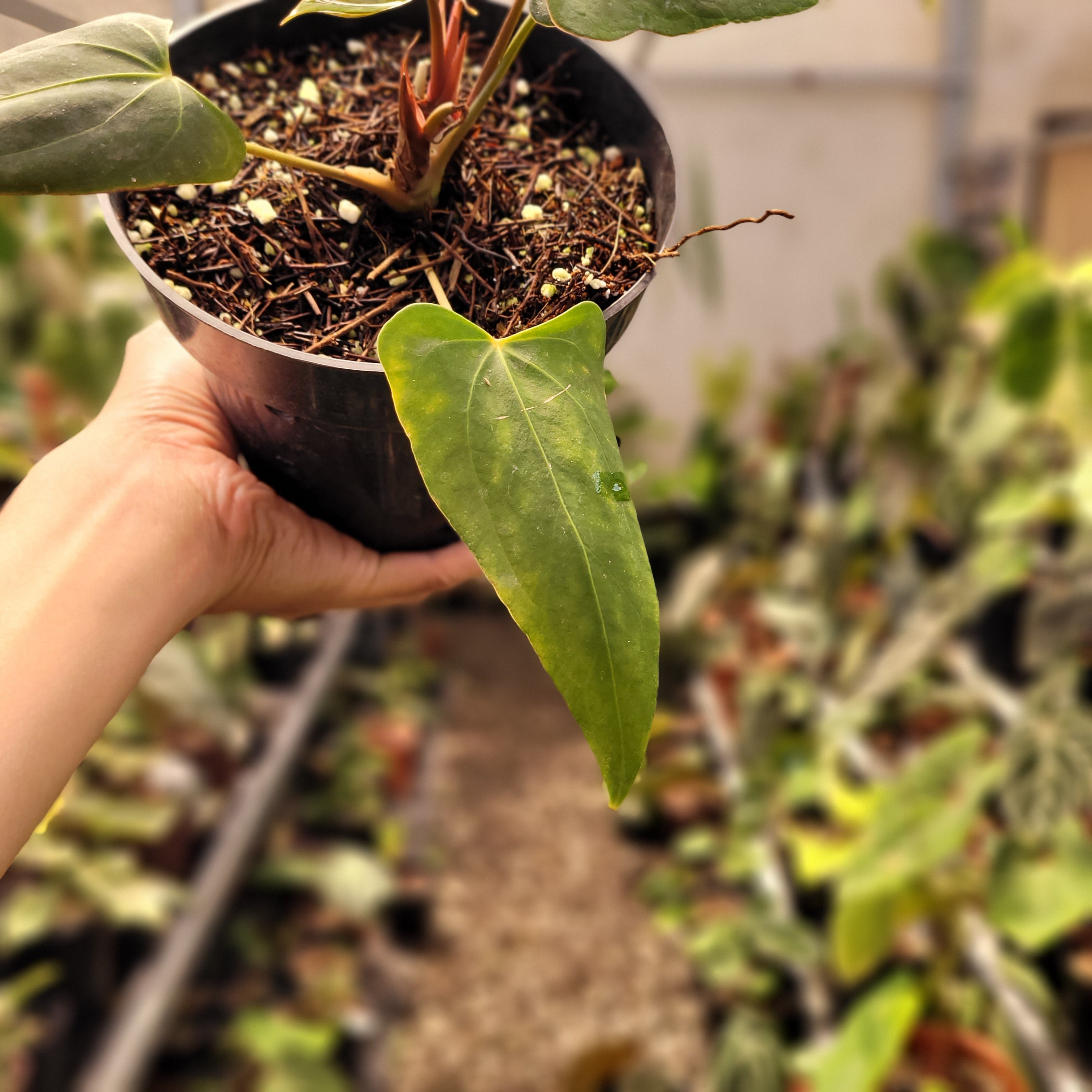 Anthurium NSE Portillae x Dressleri