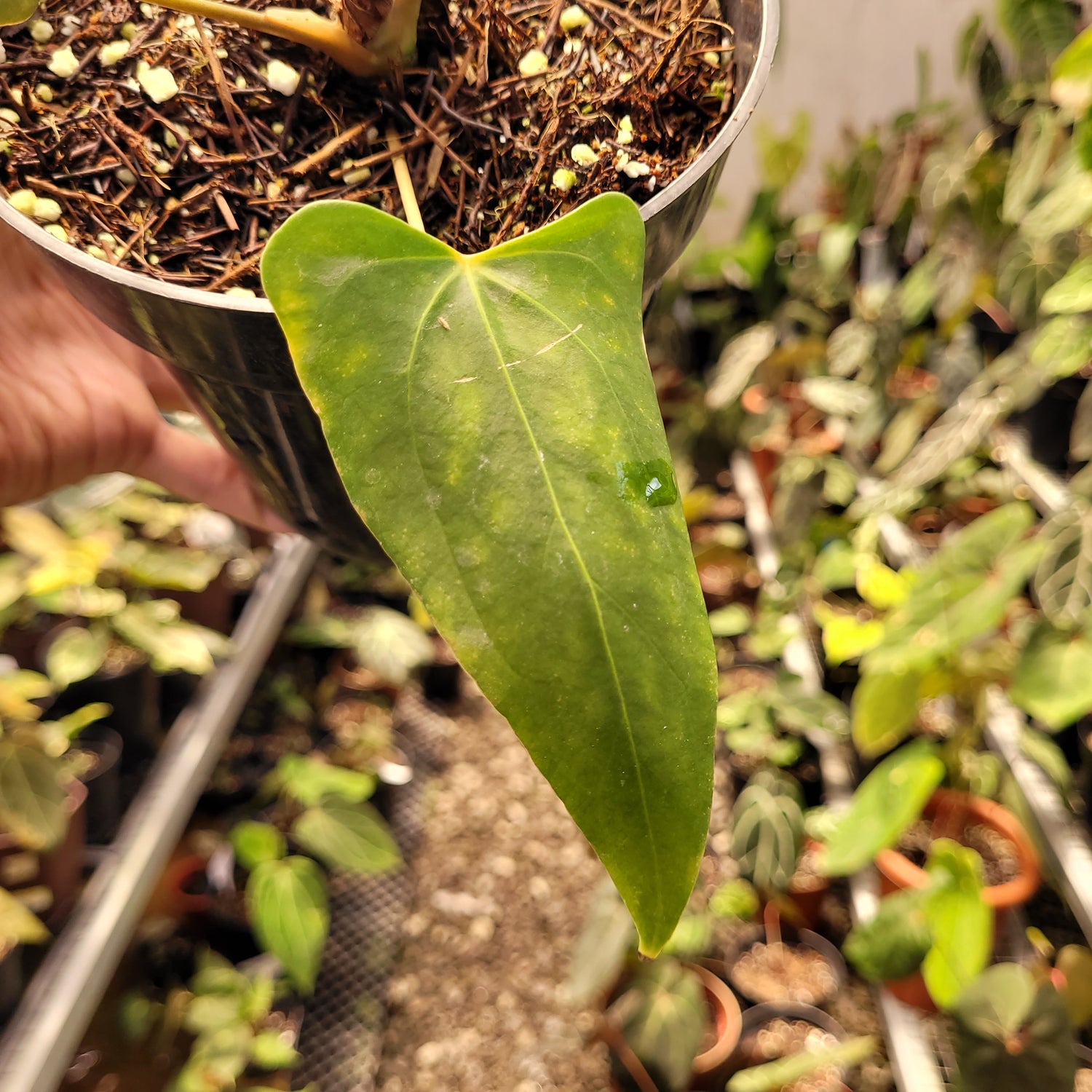 Anthurium NSE Portillae x Dressleri