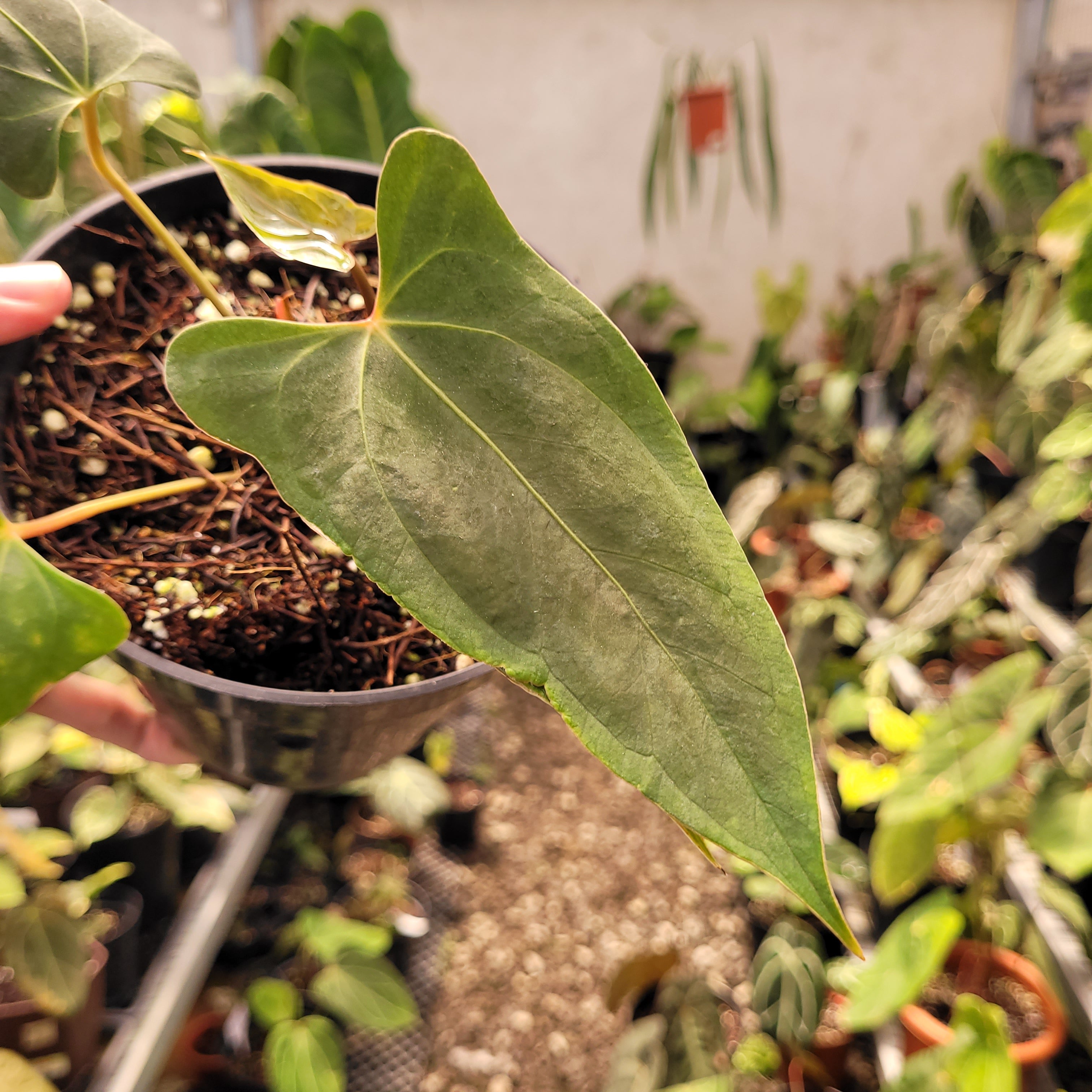 Anthurium NSE Portillae x Dressleri