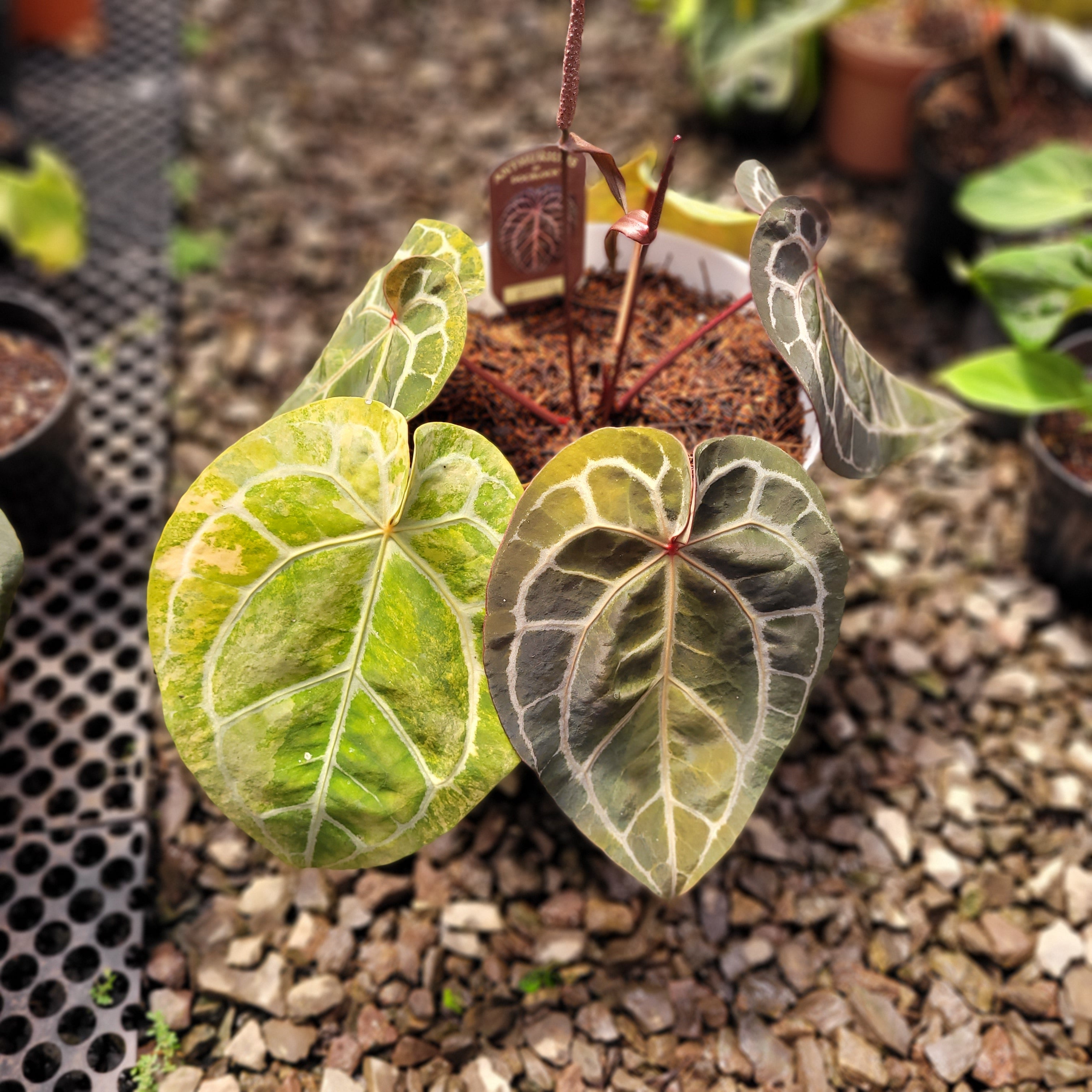 Anthurium Michelle Variegated