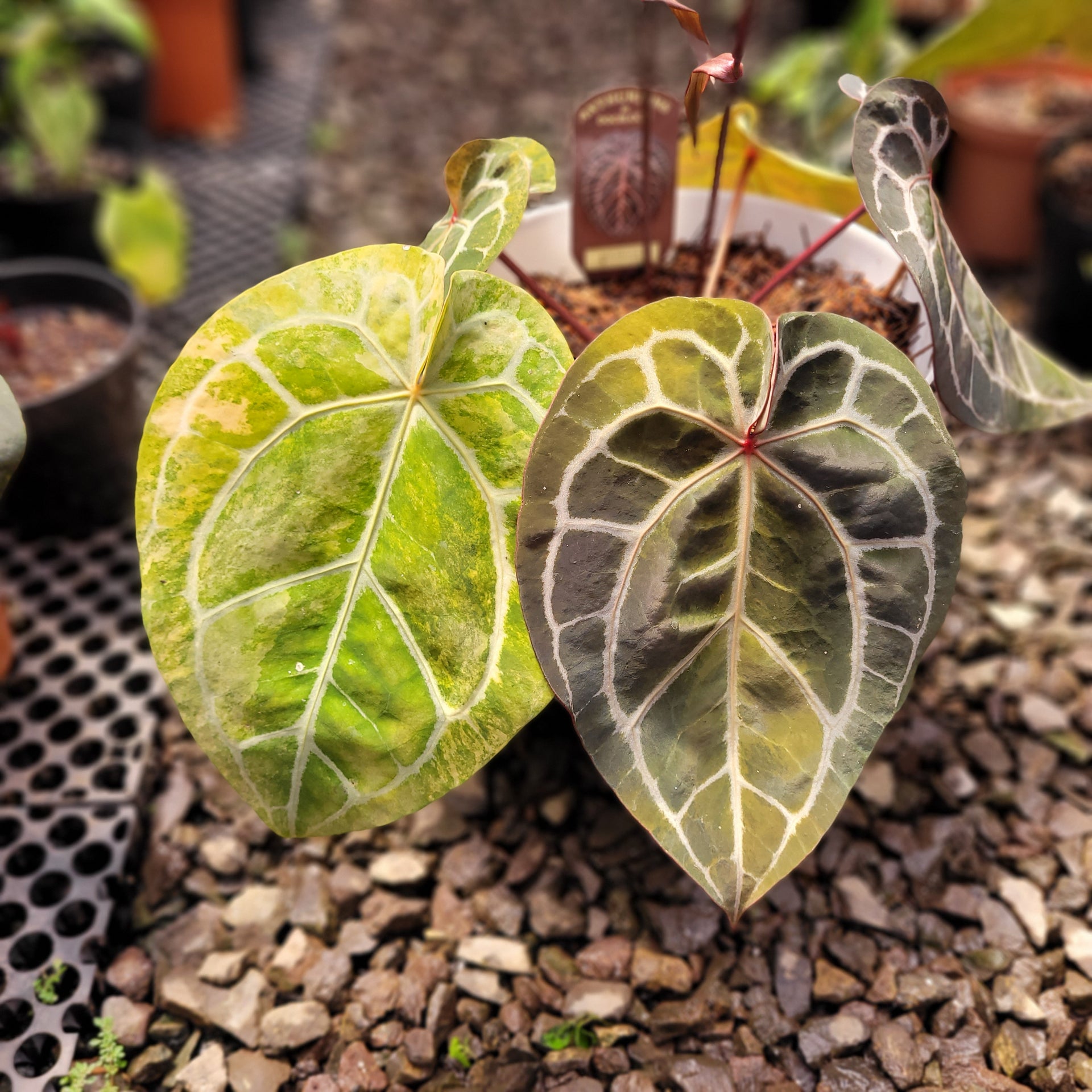 anthurium michelii Anthurium Michelle Variegated – Greenspaces.id
