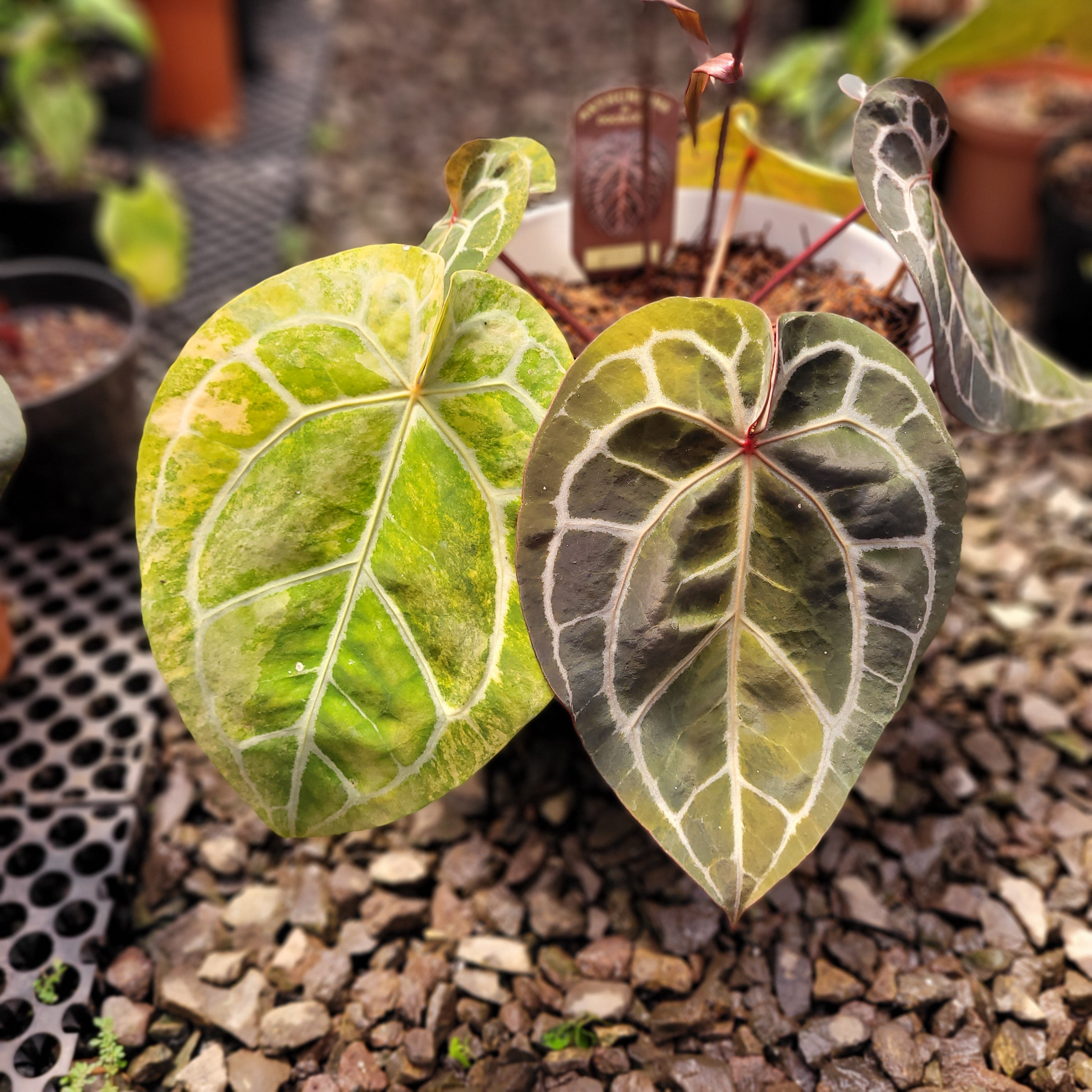 Anthurium Michelle Variegated