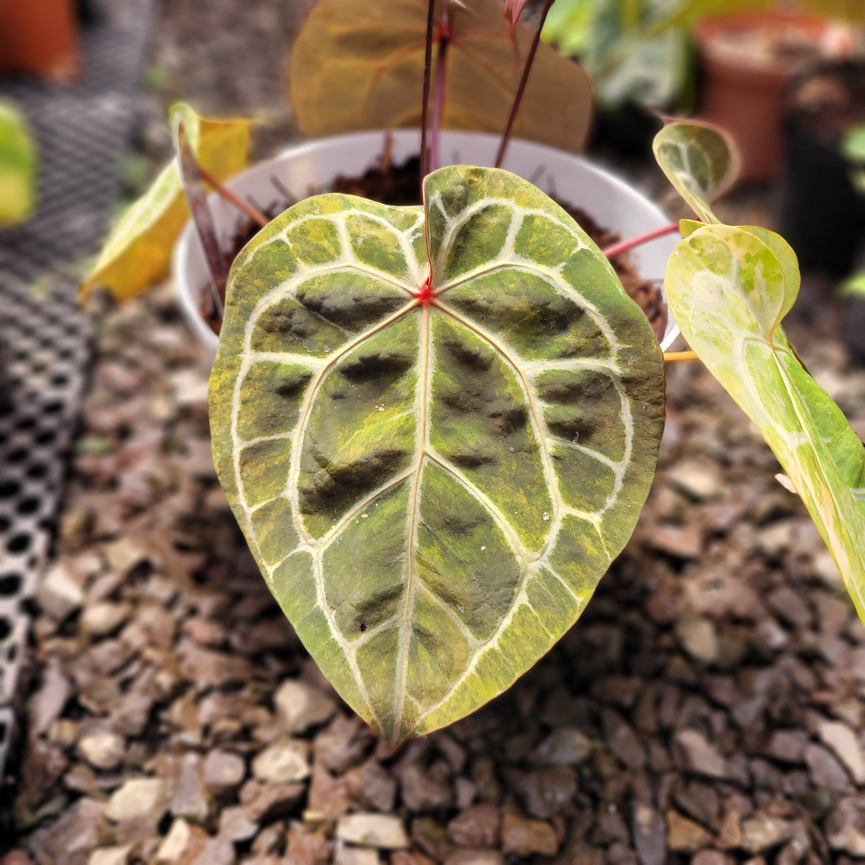 Anthurium Michelle Variegated