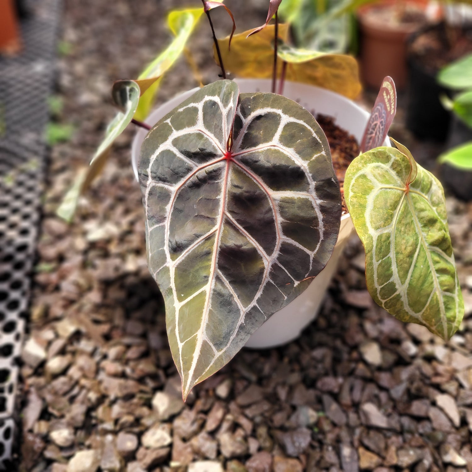 Anthurium Michelle Variegated