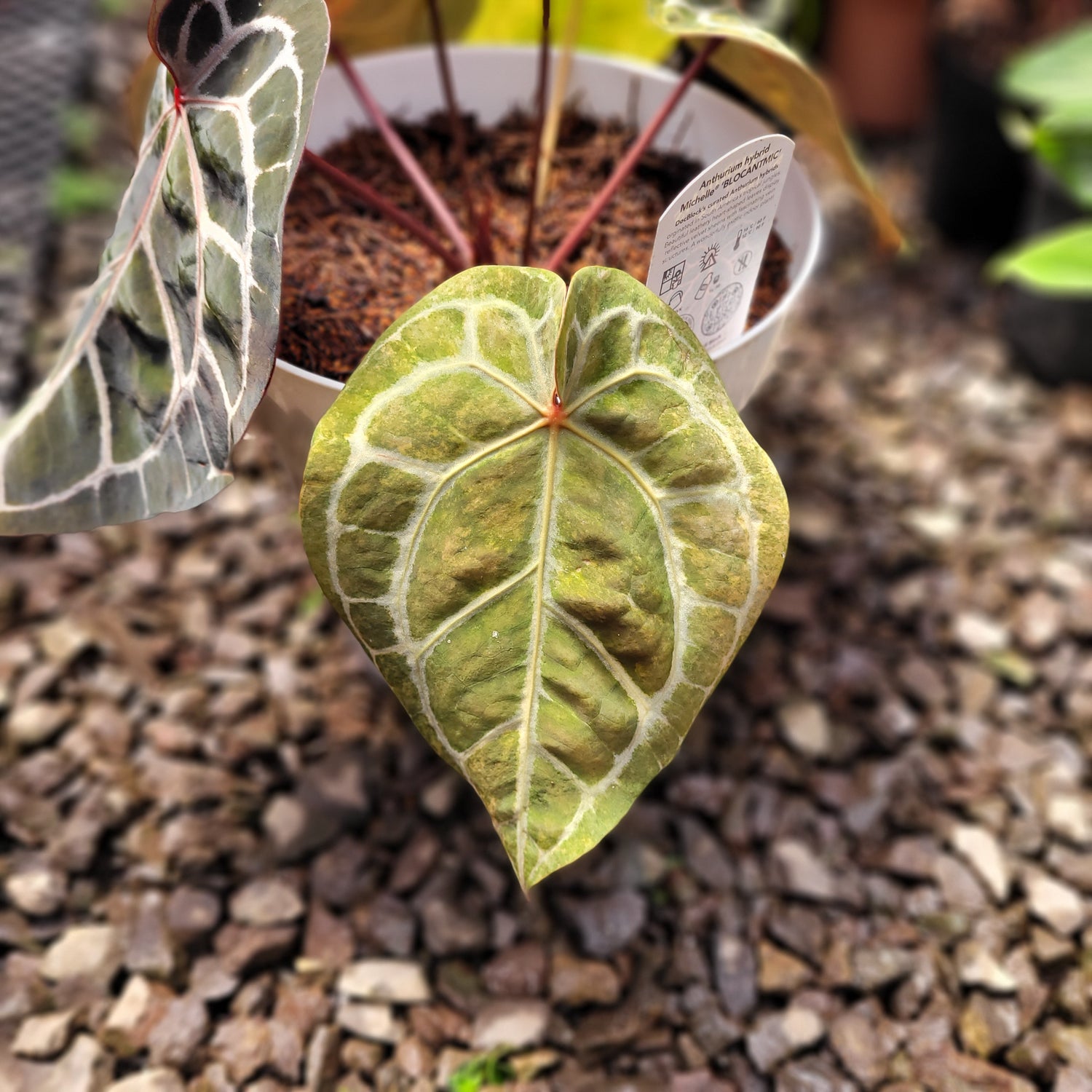 Anthurium Michelle Variegated