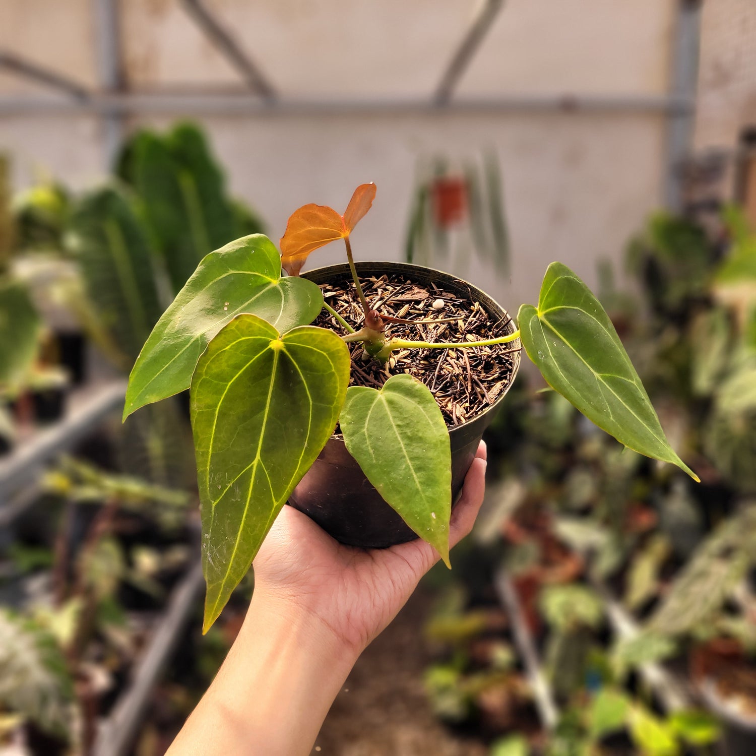 anthurium red spider for sale Anthurium Red spider Seedling