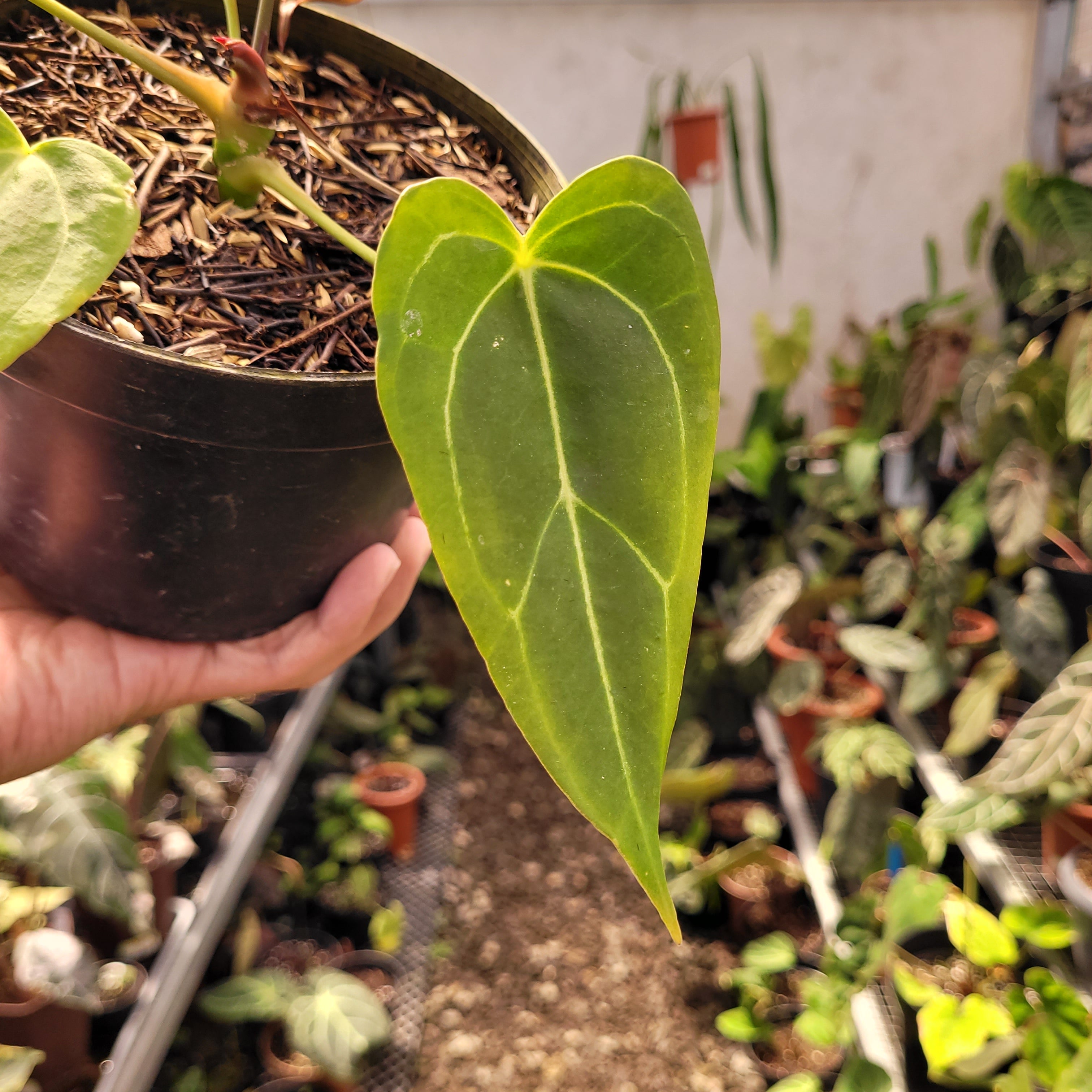 Anthurium Red spider Seedling