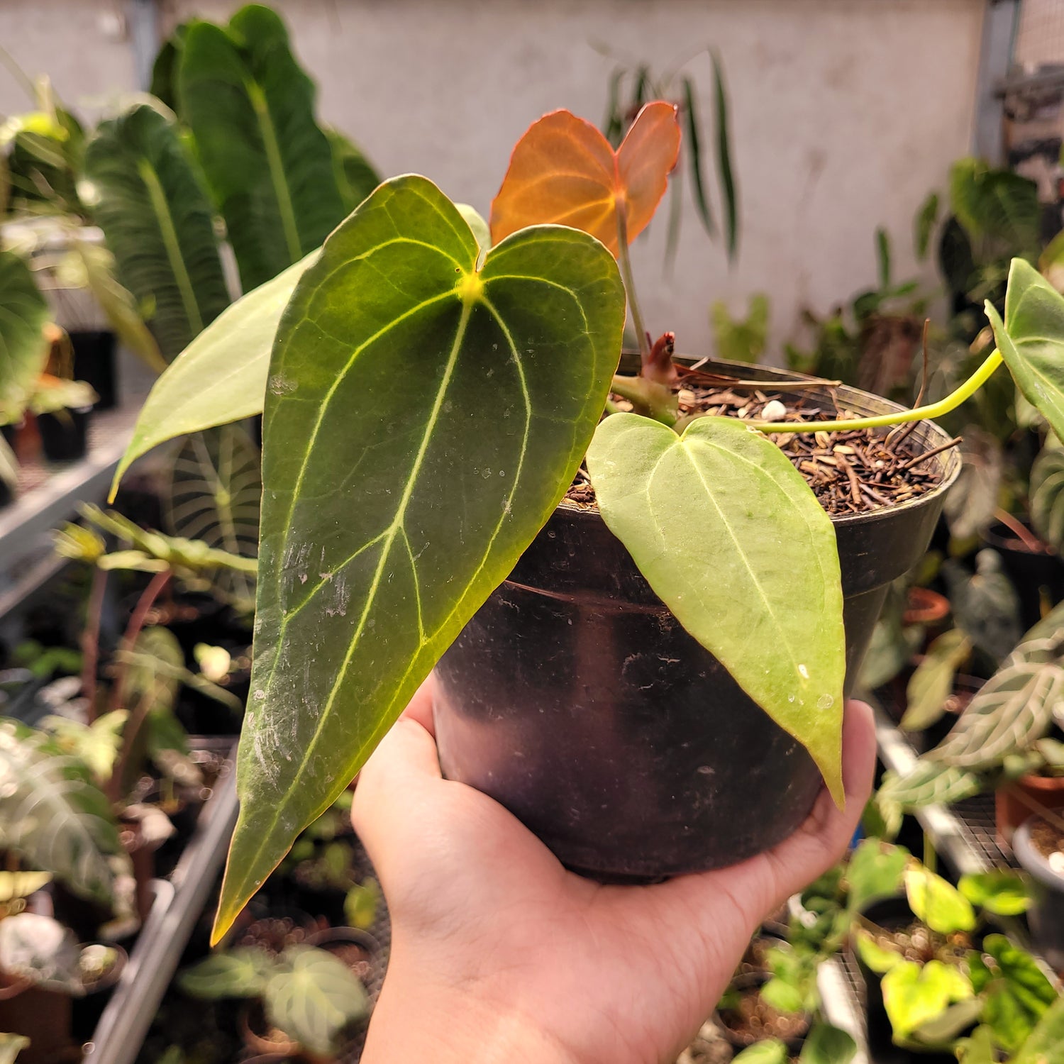 Anthurium Red spider Seedling