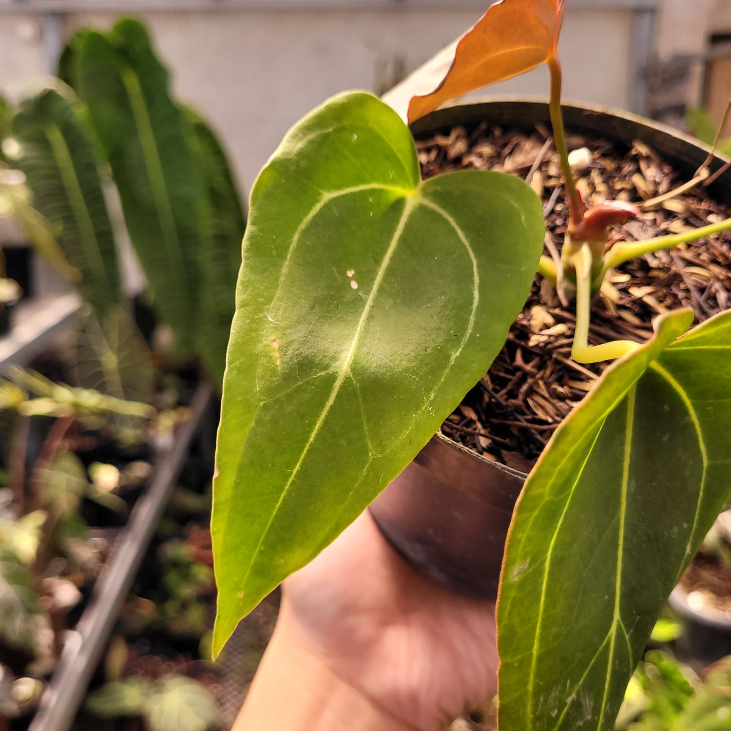 Anthurium Red spider Seedling