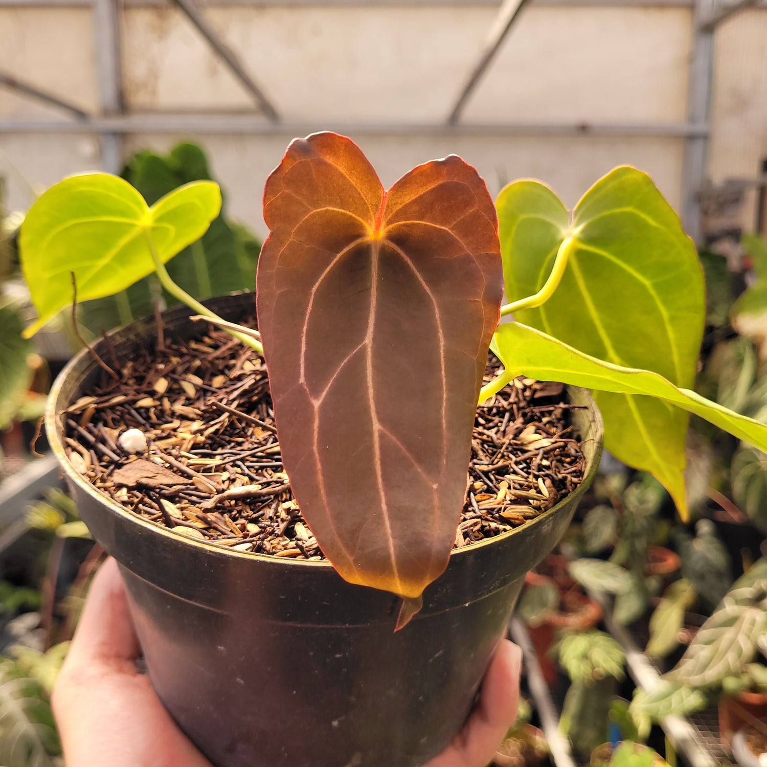 anthurium red spider for sale Anthurium Red spider Seedling – Greenspaces.id