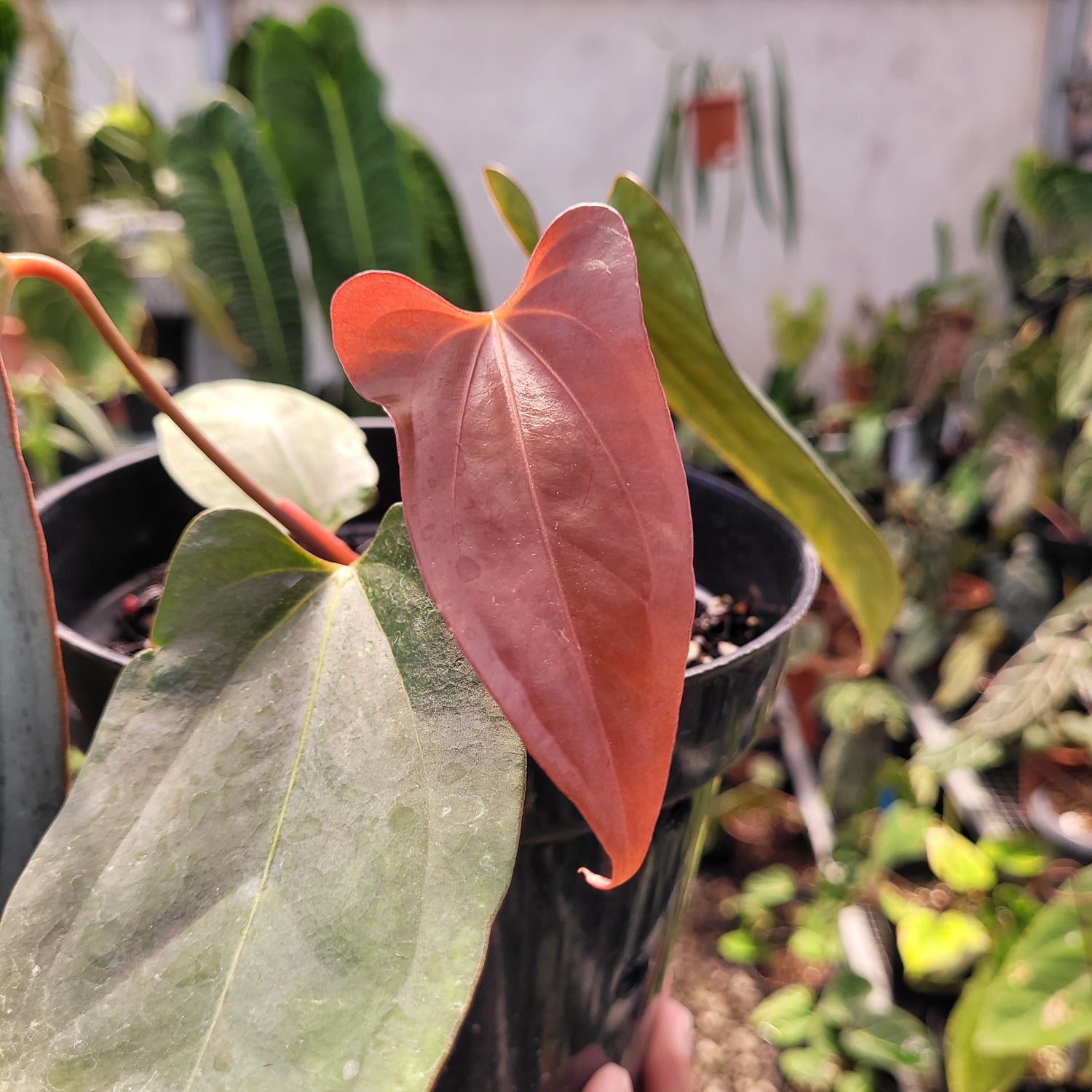 anthurium portillae Anthurium Portillae Xdf x Self – Greenspaces.id