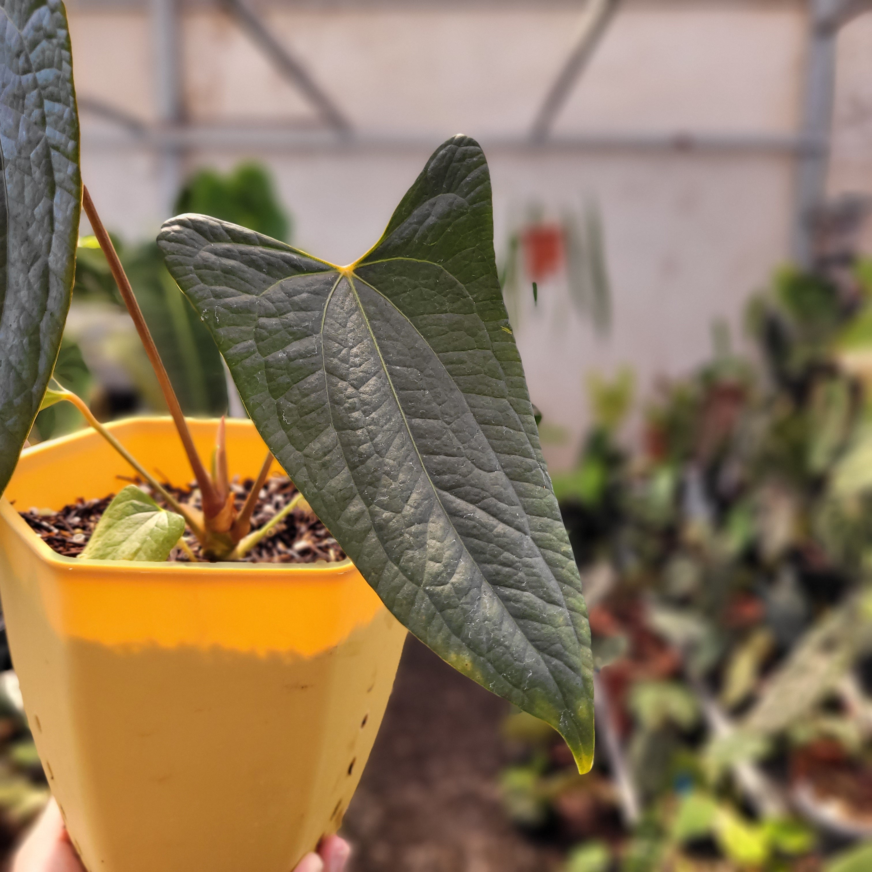 Anthurium Papilillaminum x Luxurian