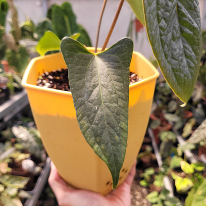 Anthurium Papilillaminum x Luxurian