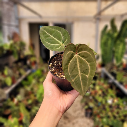 Anthurium Papillilaminum x Red Crystal Michelle