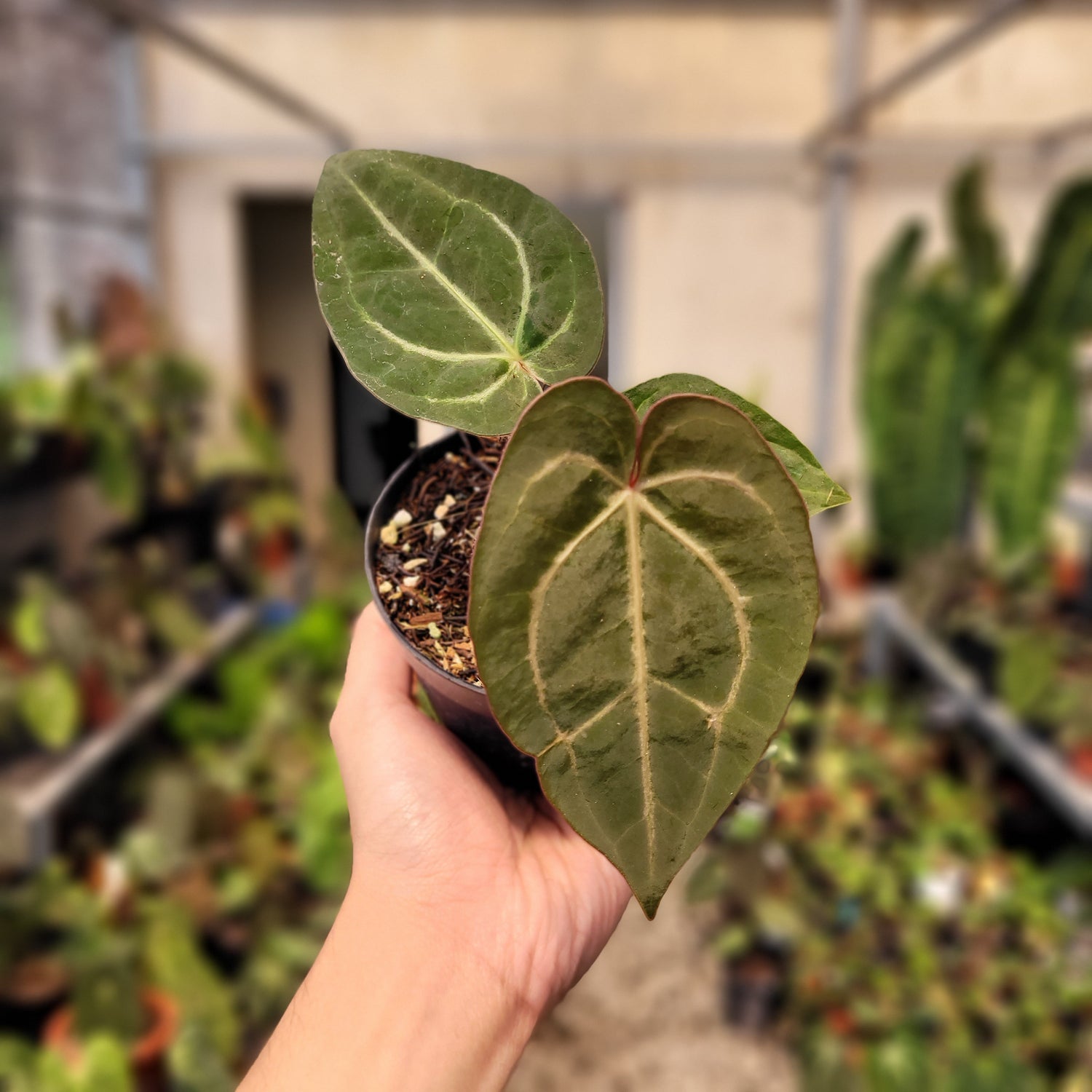 anthurium papillilaminum red stem Anthurium Papillilaminum x Red Crystal Michelle