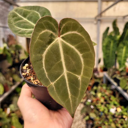 Anthurium Papillilaminum x Red Crystal Michelle